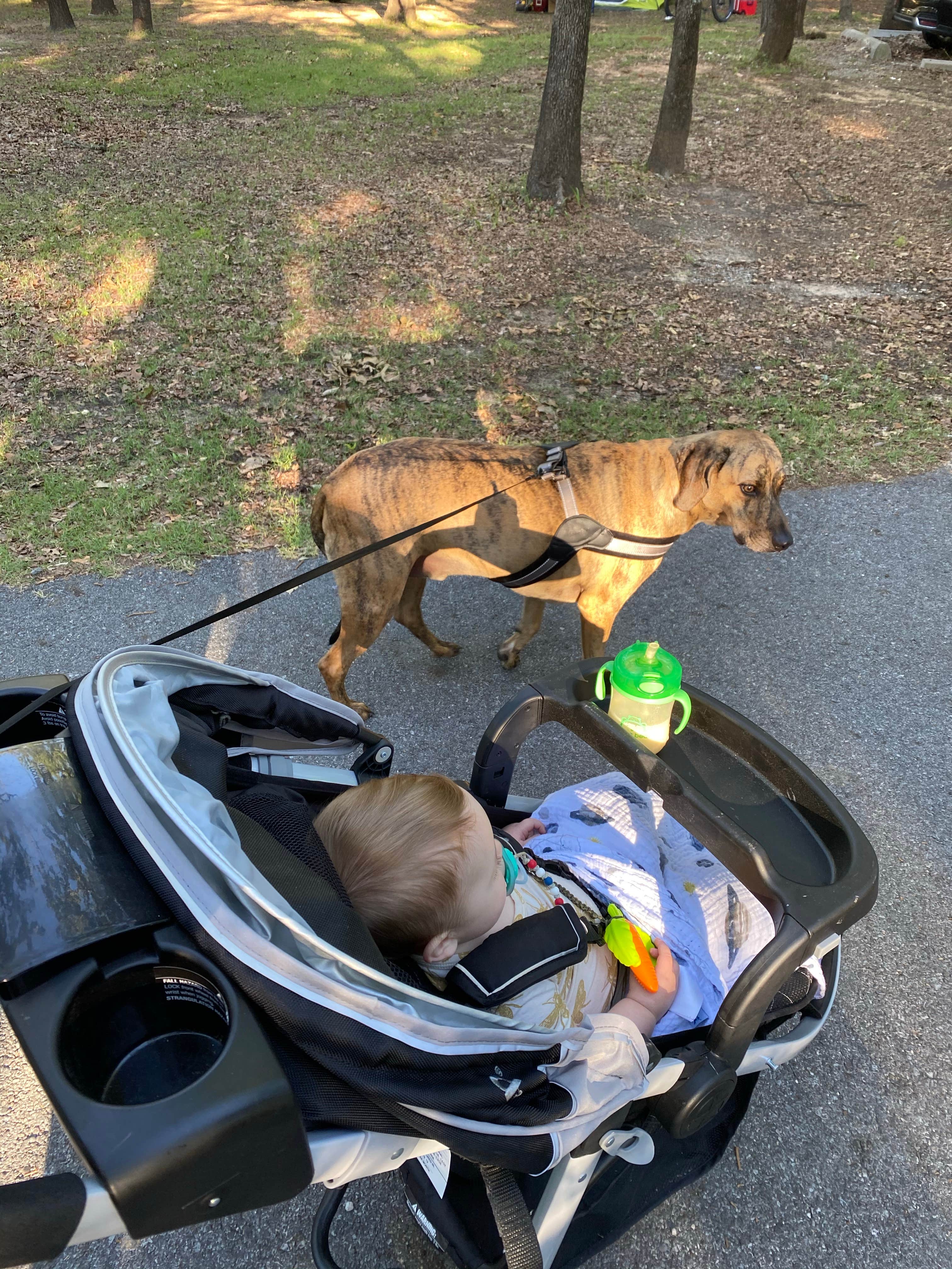 Rachael H.'s photo of camping with pets at COE Lake Texoma Burns Run West near Telephone, TX