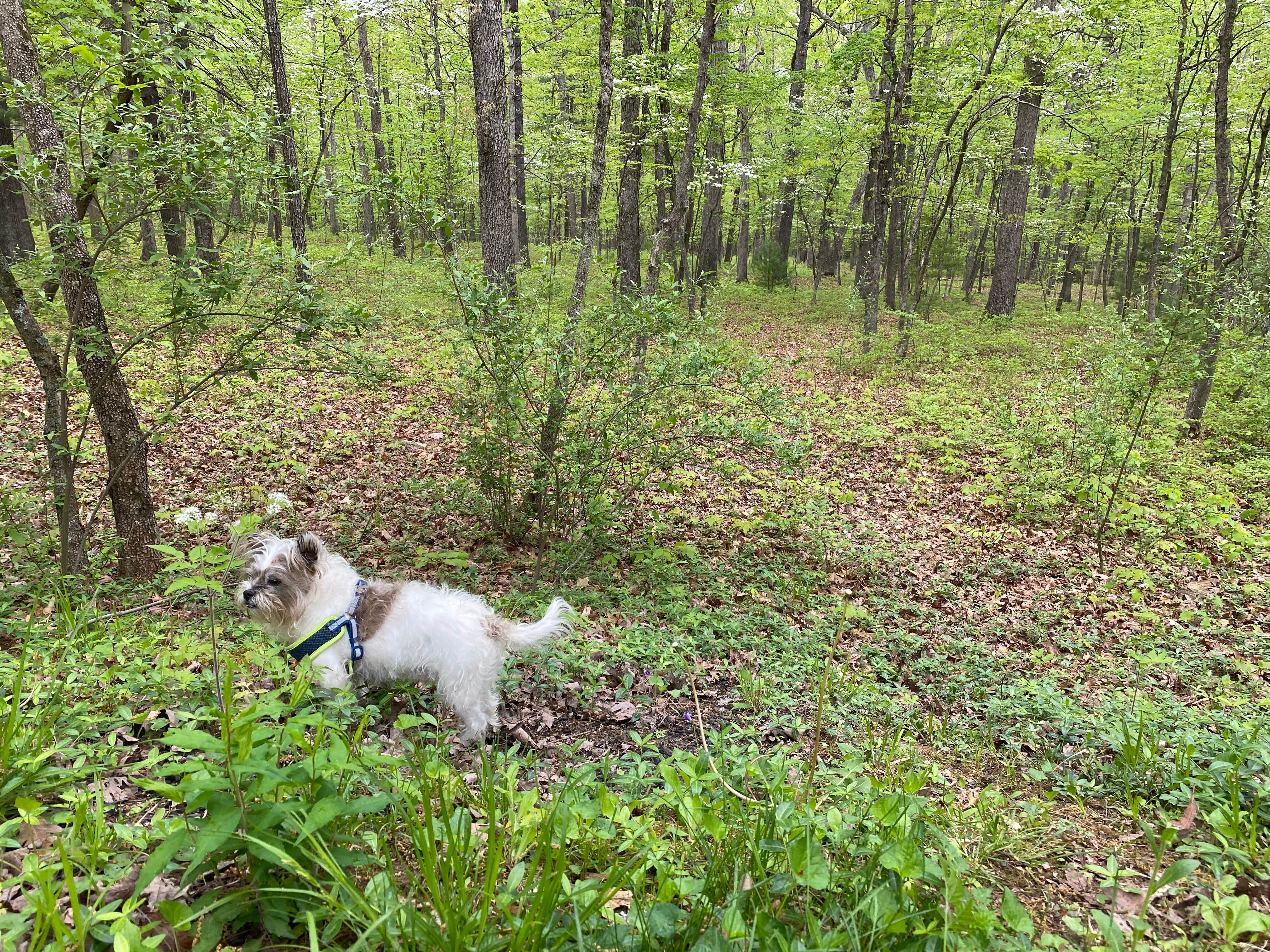 Camper submitted image from Hawk Recreation Area Campground - 3