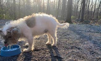 Jakob D.'s photo of camping with pets at Cunningham Falls State Park Manor Area near Waynesboro, PA