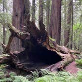 Review photo of Hidden Springs Campground — Humboldt Redwoods State Park by Tanya B., May 11, 2021