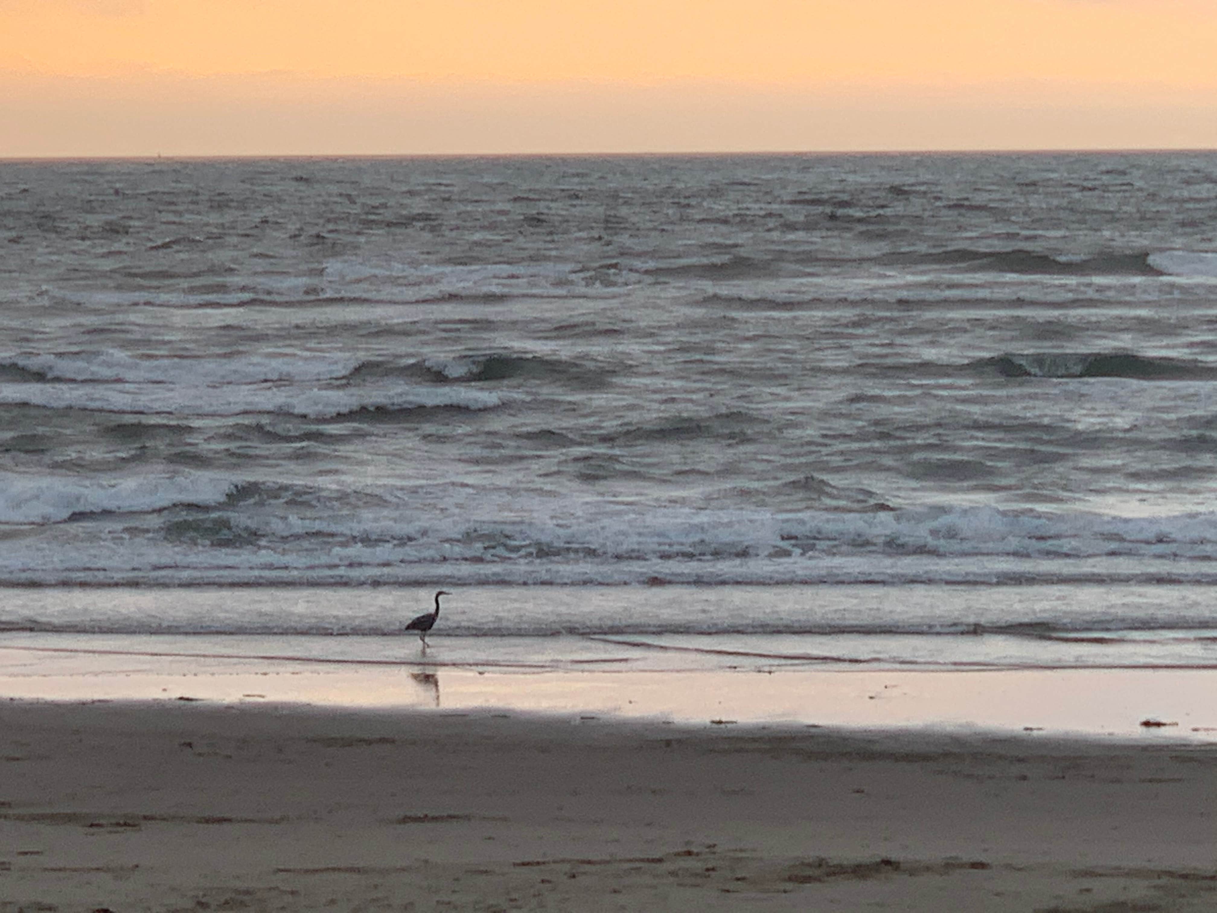 Camper submitted image from Oceanside Beachfront RV Resort - 3
