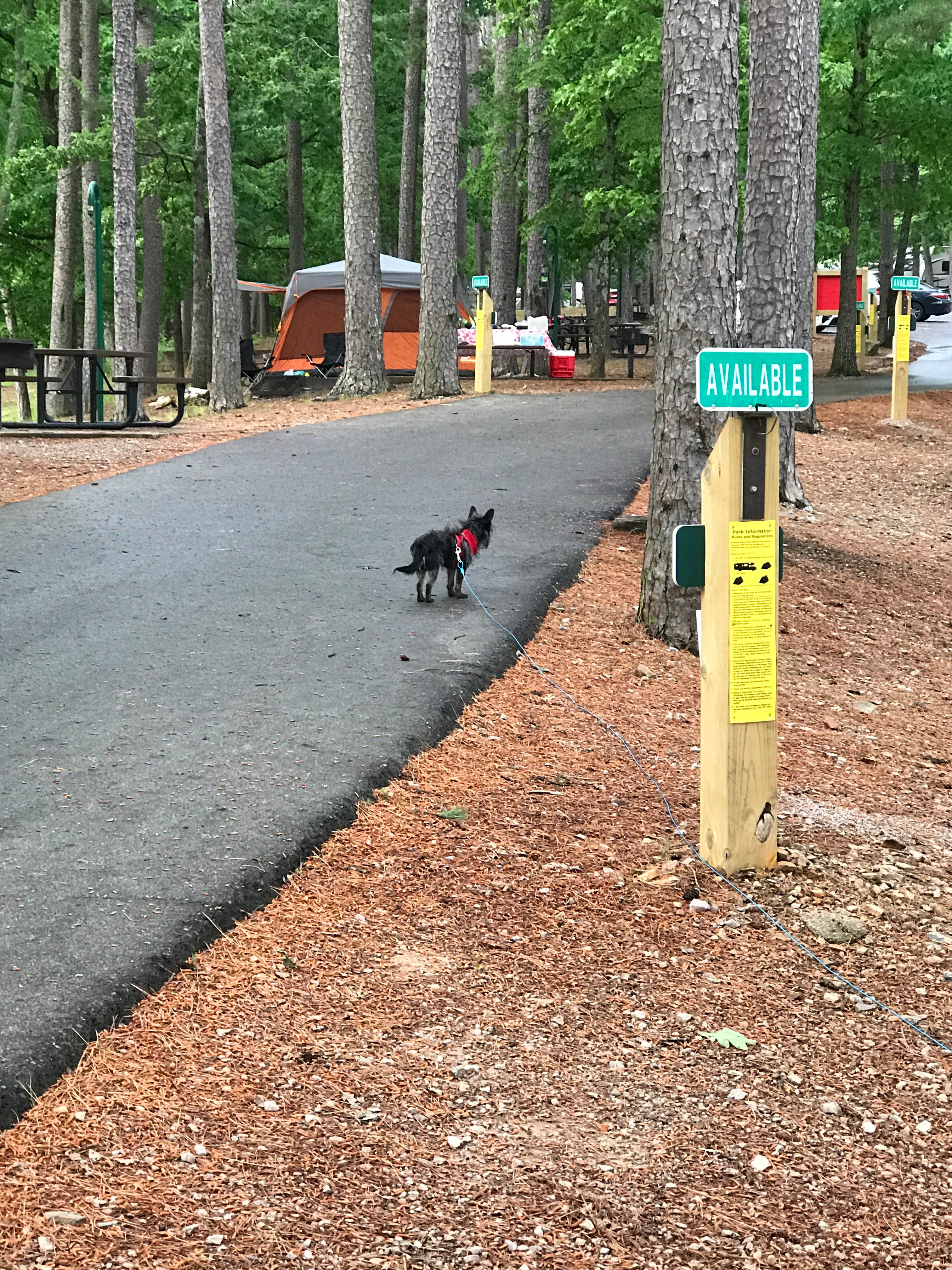 Momo C.'s photo of camping with pets at Lake Ouachita State Park Campground near Casa, AR