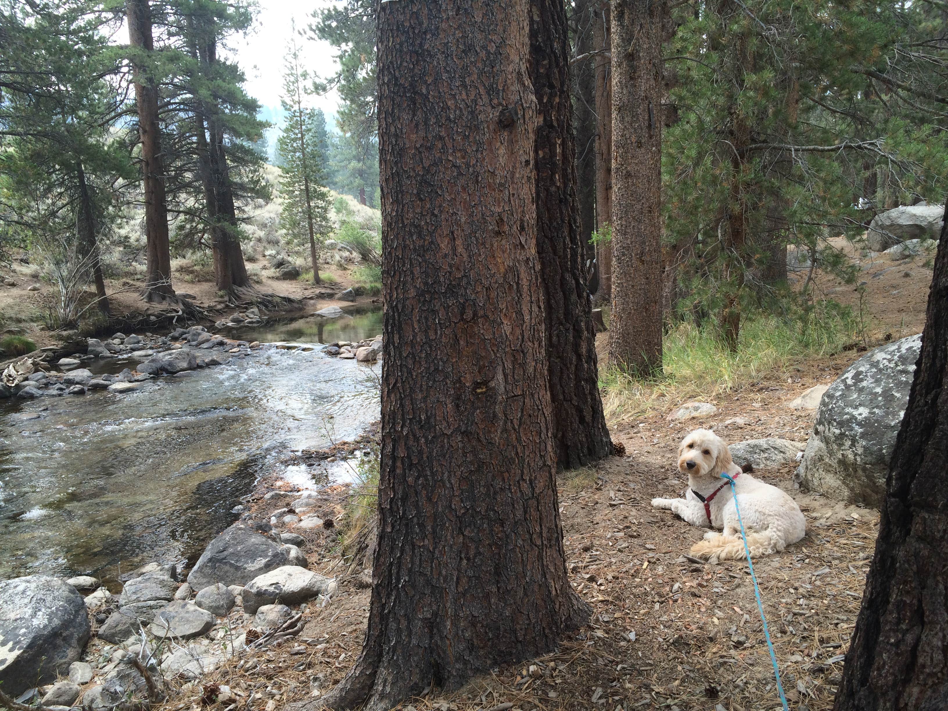 Camper-submitted photo at Lower Twin Lake Campground near Bridgeport, CA