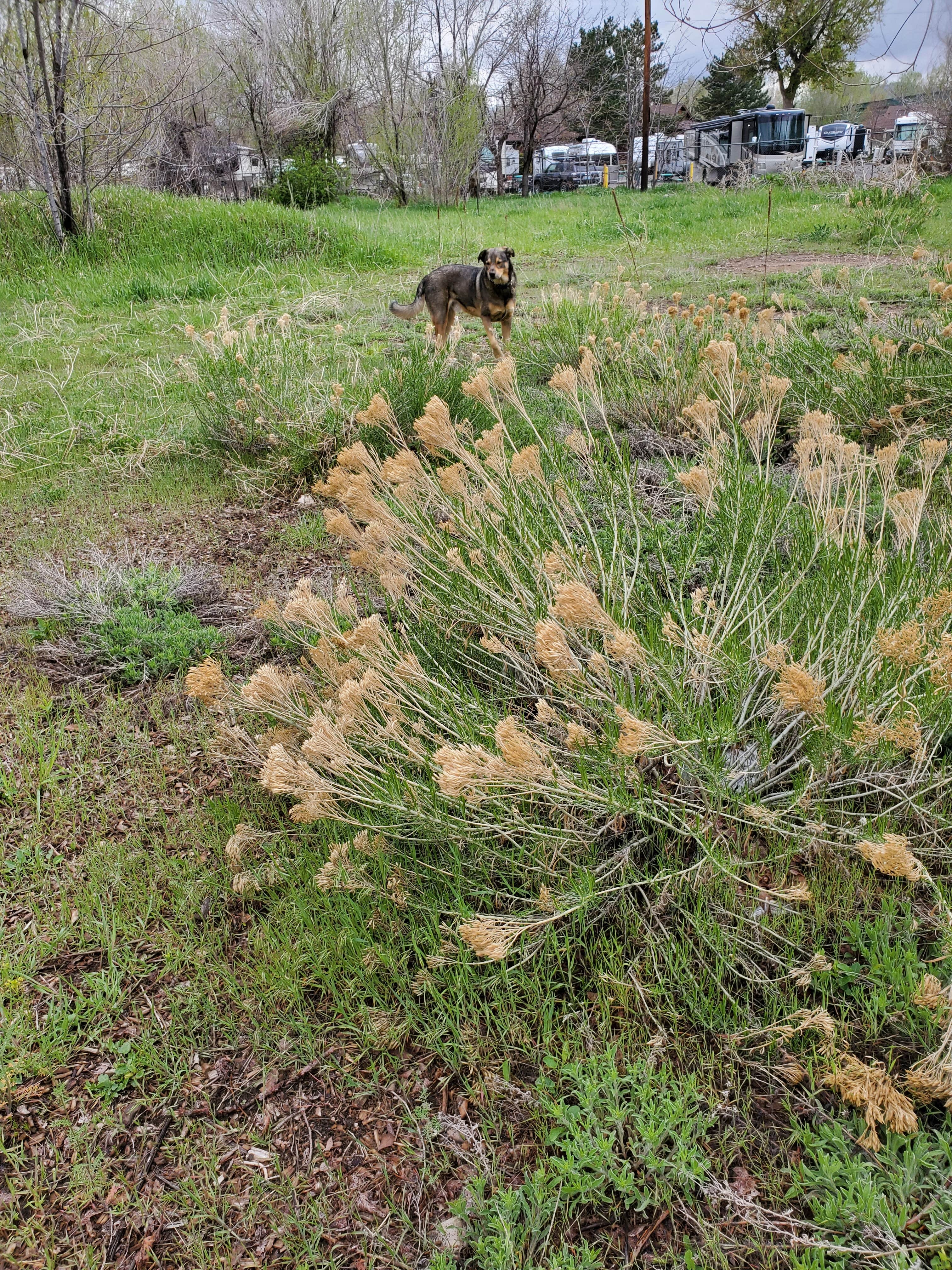 ProfG999's photo of camping with pets at Applewood RV Resort by Rjourney near Denver, CO