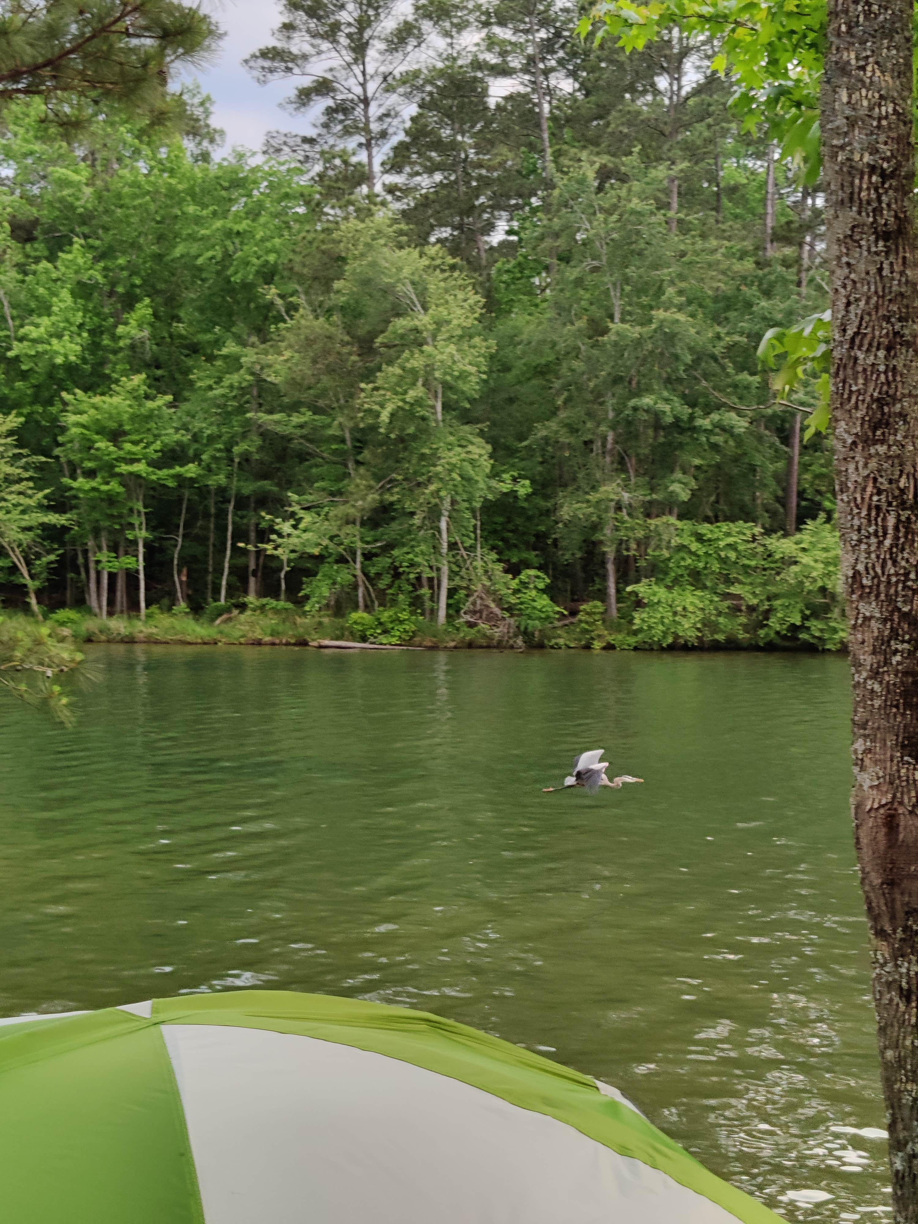 Escape to Serenity: Lake Greenwood State Park, South Carolina