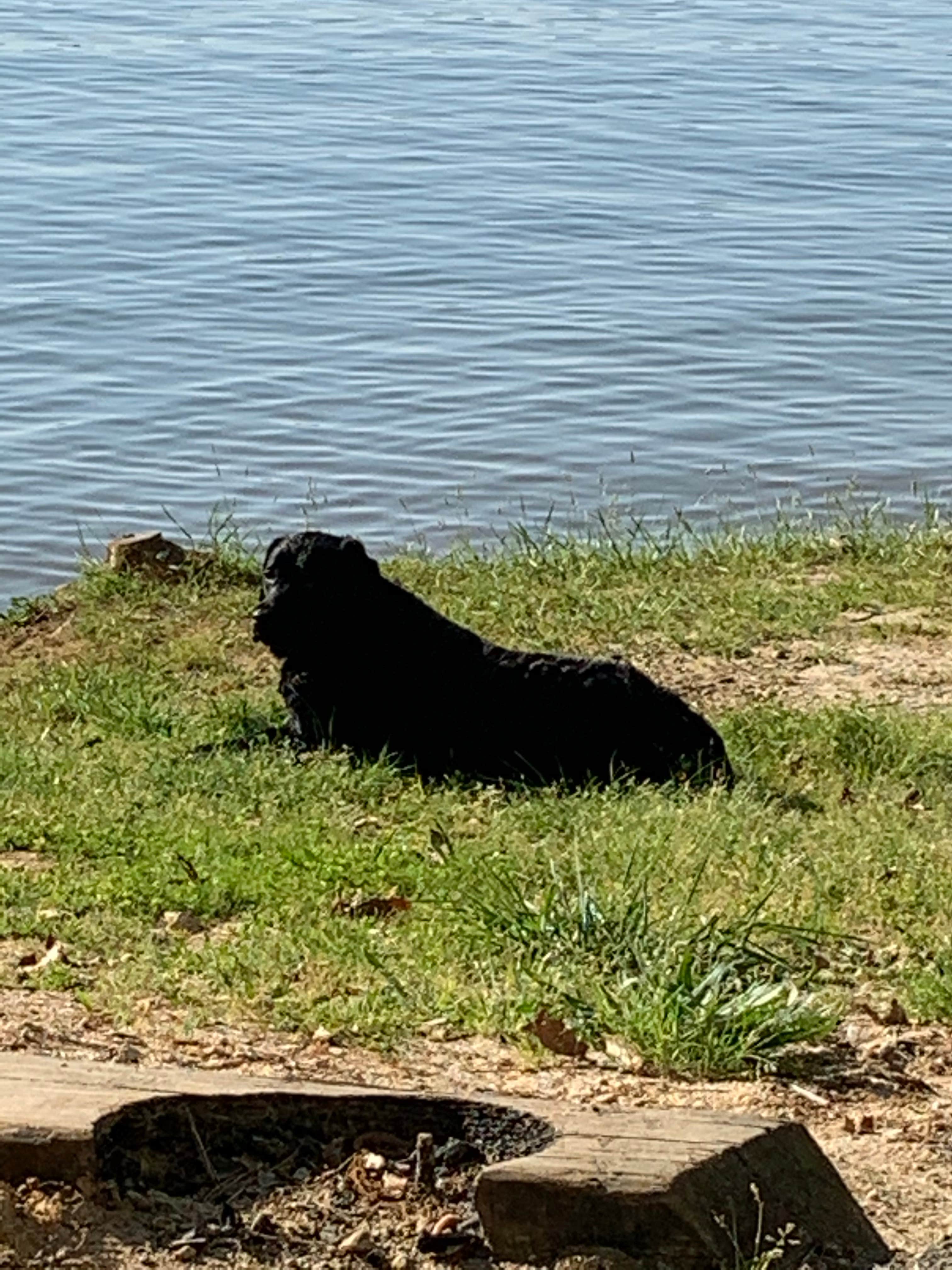 laurie M.'s photo of camping with pets at Lake Greenwood State Park Campground near Francis Marion and Sumter National Forests