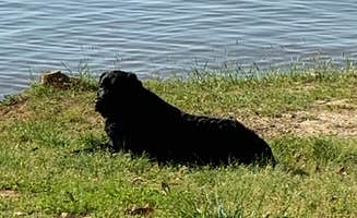 laurie M.'s photo of camping with pets at Lake Greenwood State Park Campground near Ninety Six, SC
