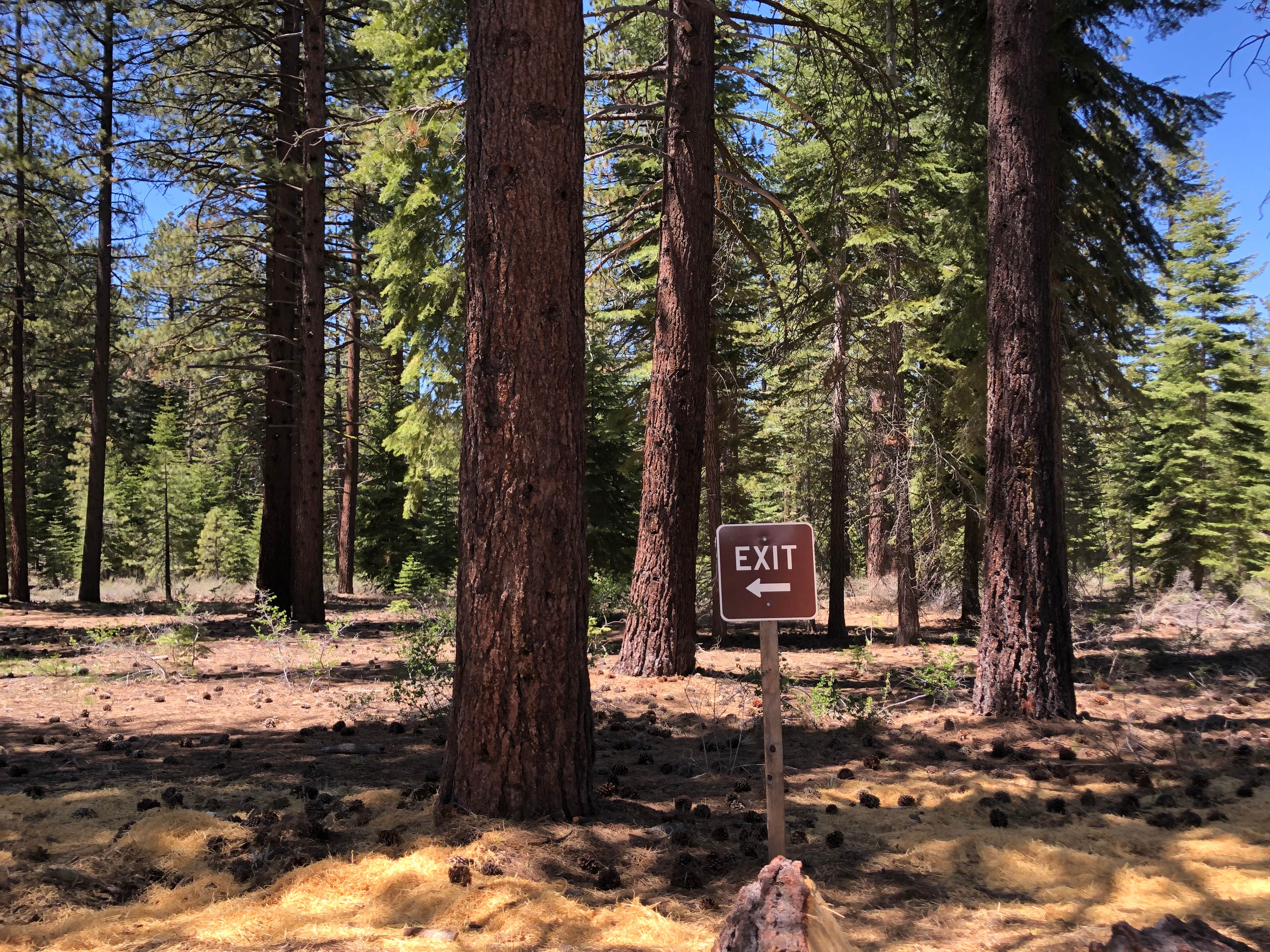 Camper submitted image from Lake Tahoe Nevada State Park Spooner Backcountry - 2