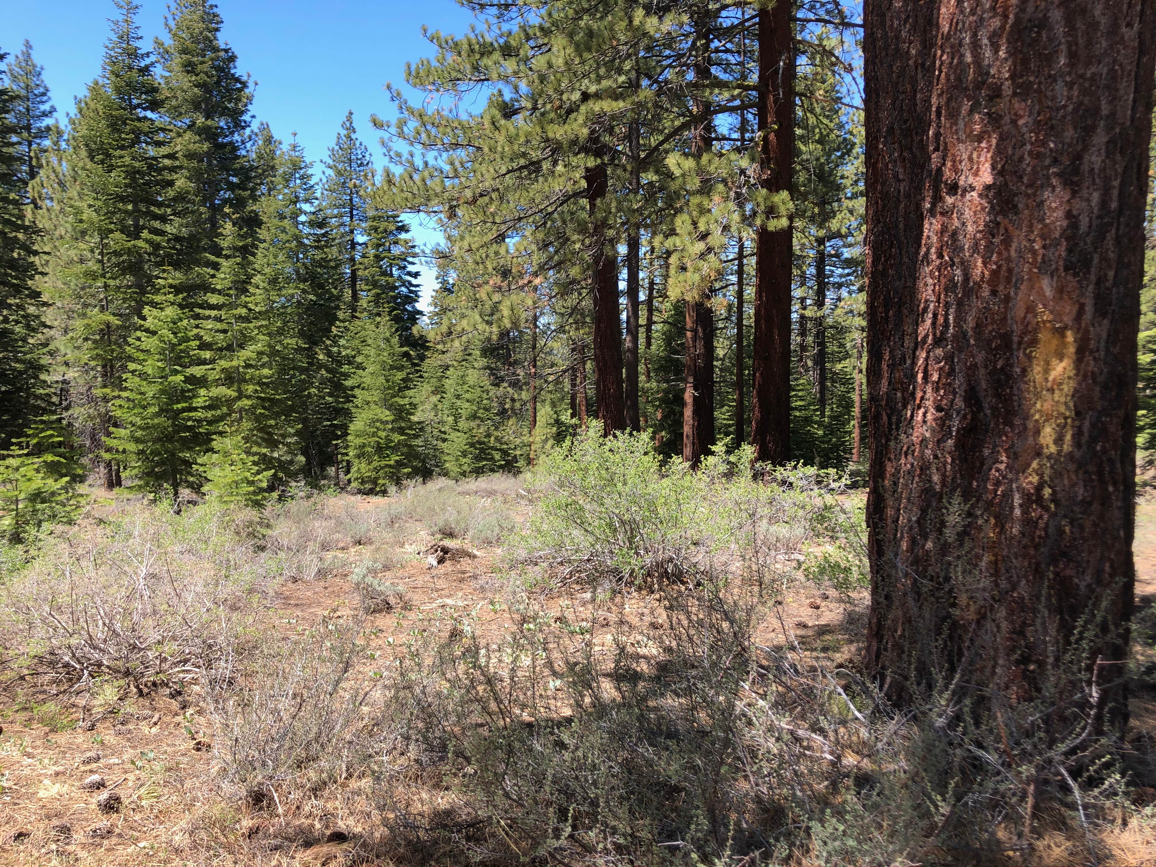 Camper-submitted photo at Lake Tahoe Nevada State Park Spooner Backcountry near South Lake Tahoe, CA