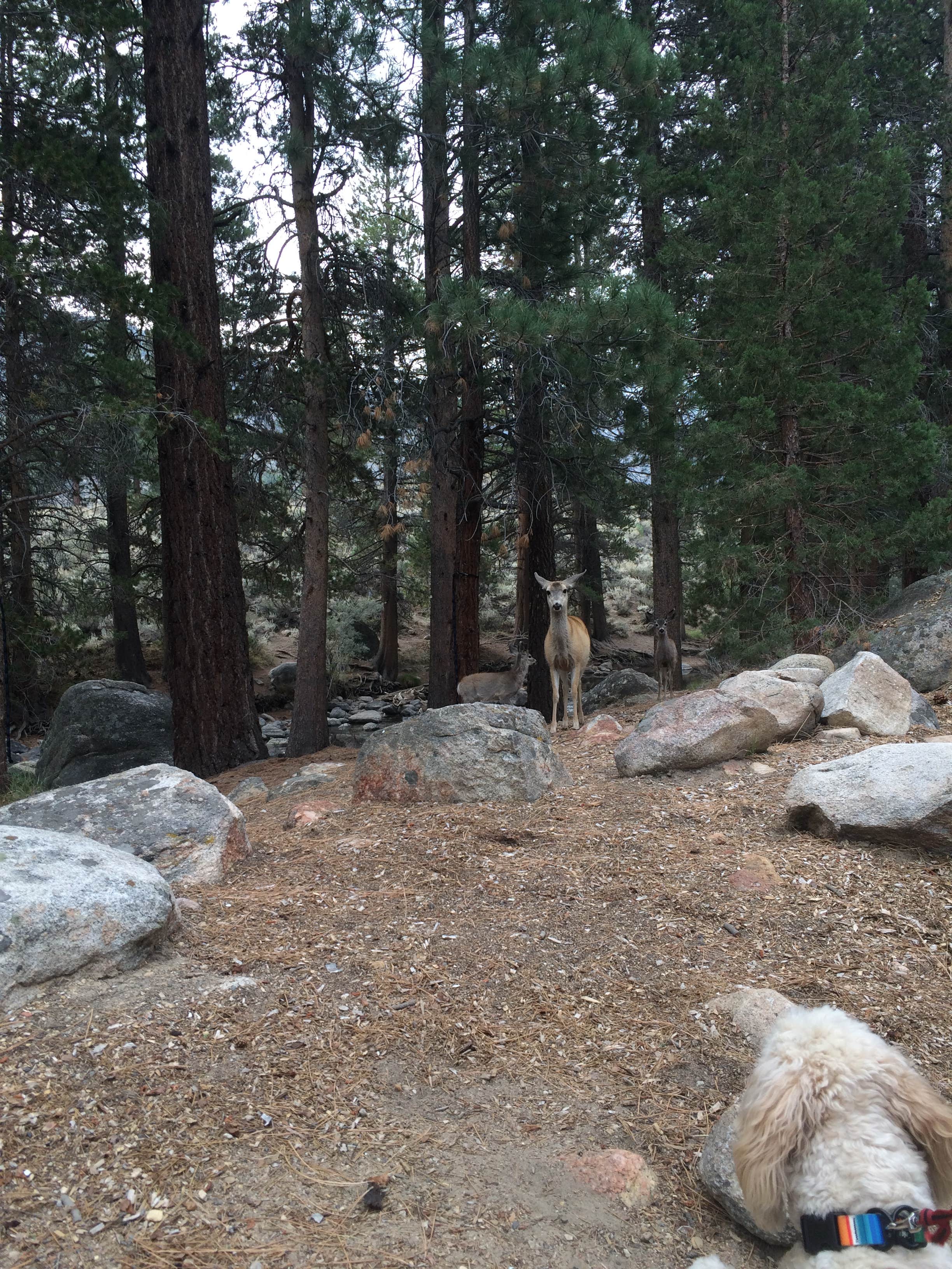 Camper-submitted photo at Lower Twin Lake Campground near Bridgeport, CA