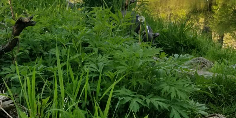 Camper submitted image from Bailey Ford Delaware County Park