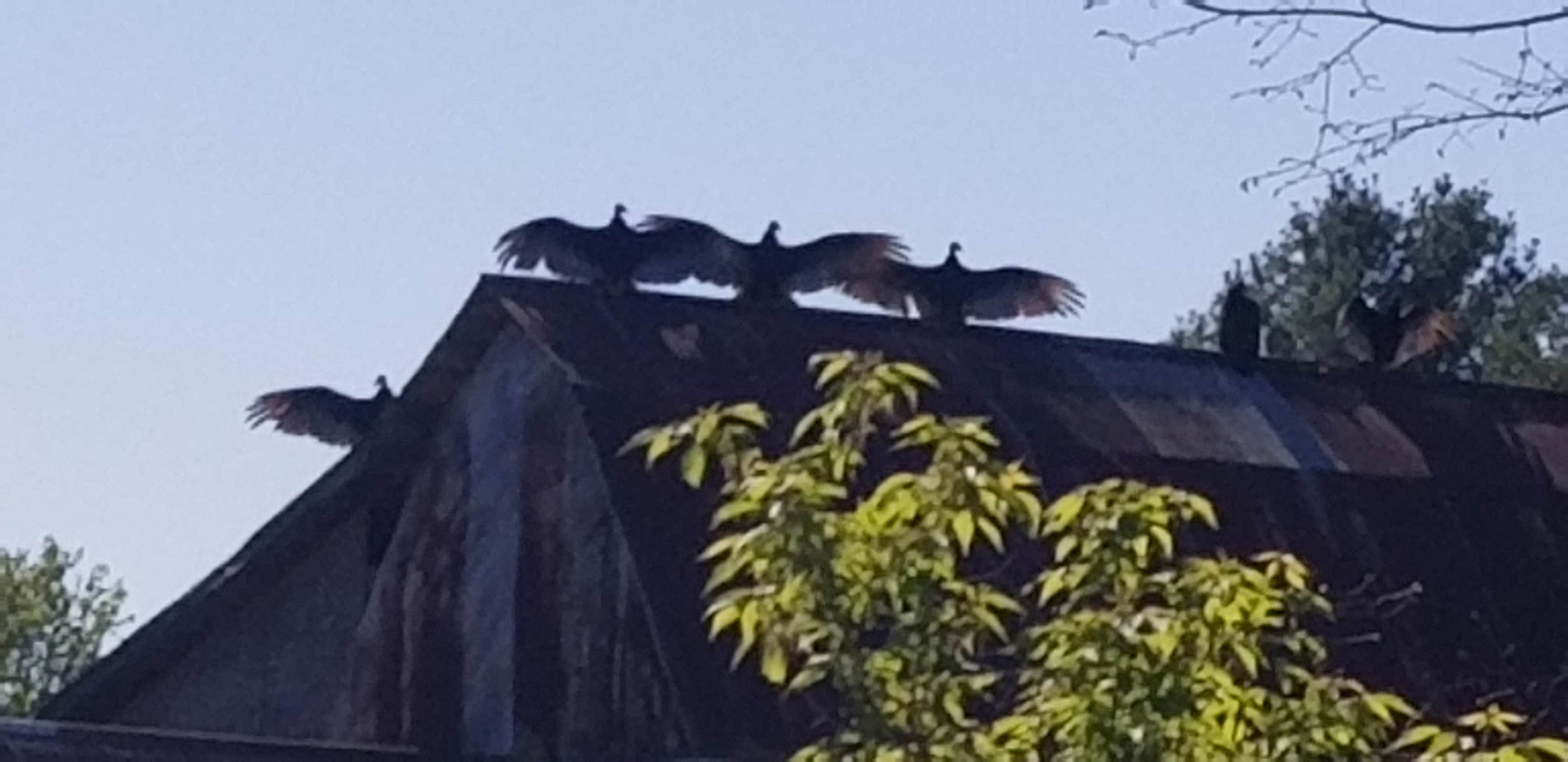 Camper-submitted photo at Bailey Ford Delaware County Park near Anamosa, IA