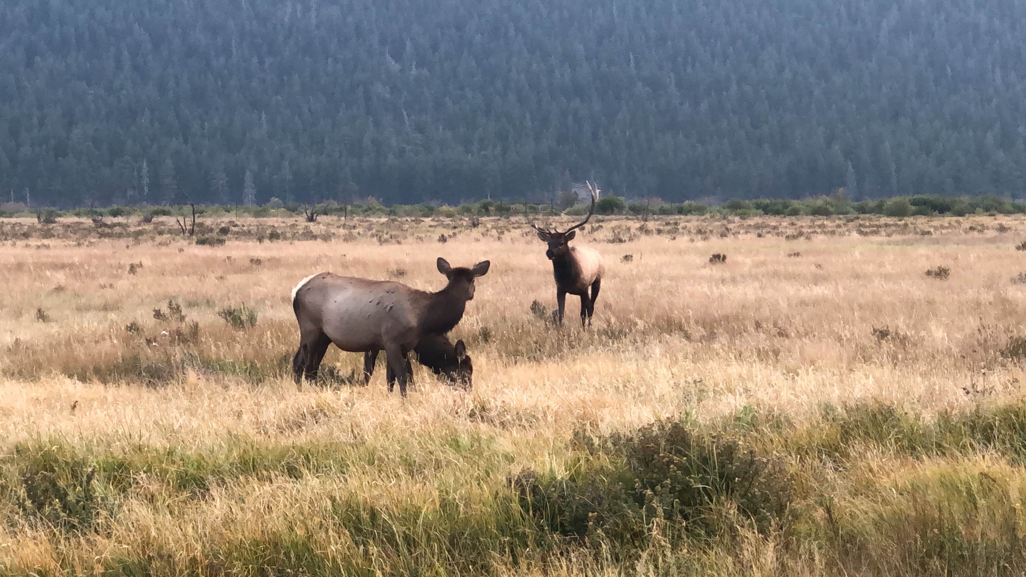Camping near Roaring Fork Campground: Moraine Loop Campground, Arapaho and Roosevelt National Forests and Pawnee National Grassland, Colorado