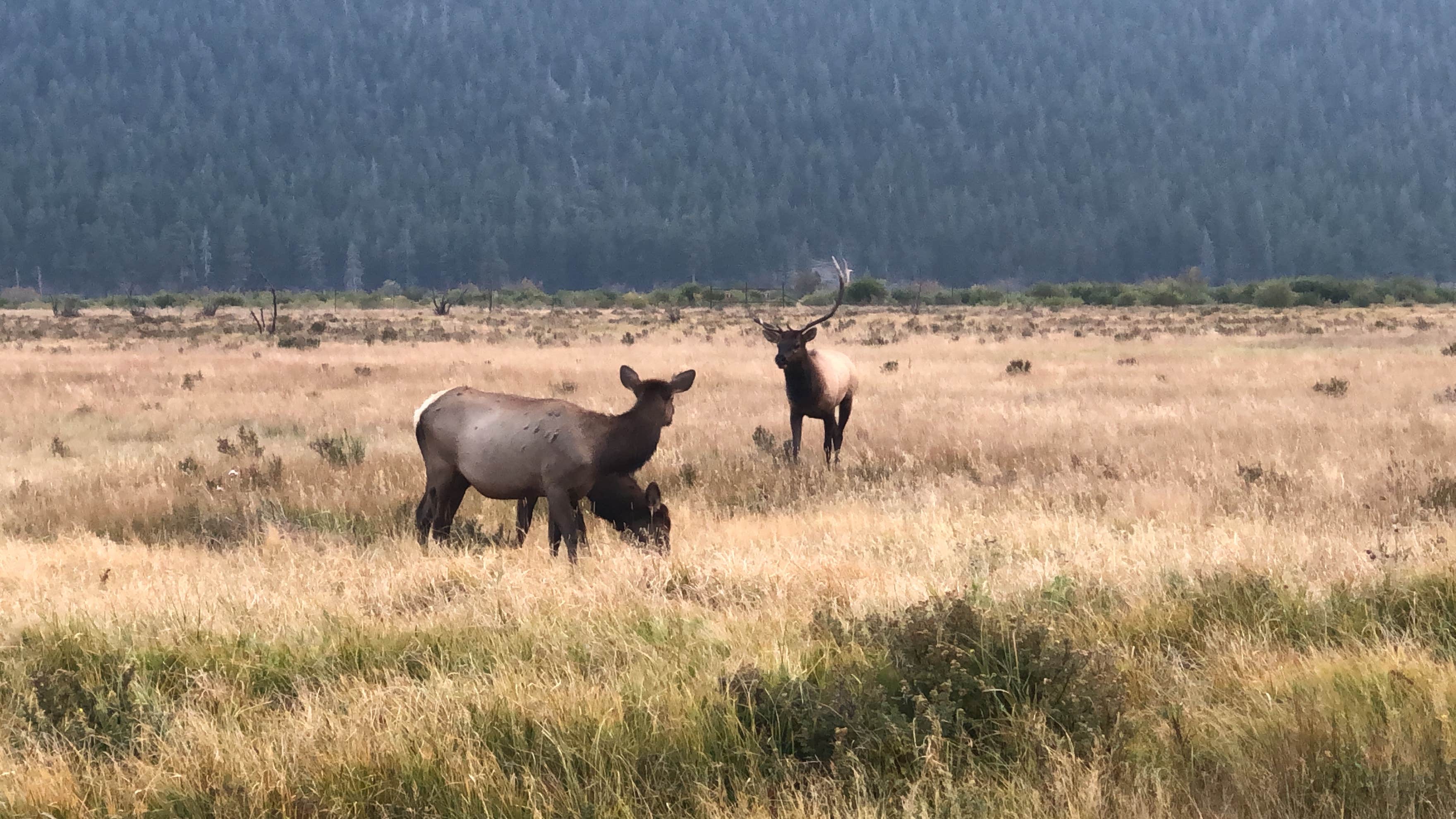 Camper submitted image from Moraine Loop Campground - 1