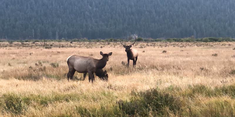 Camper submitted image from Moraine Loop Campground