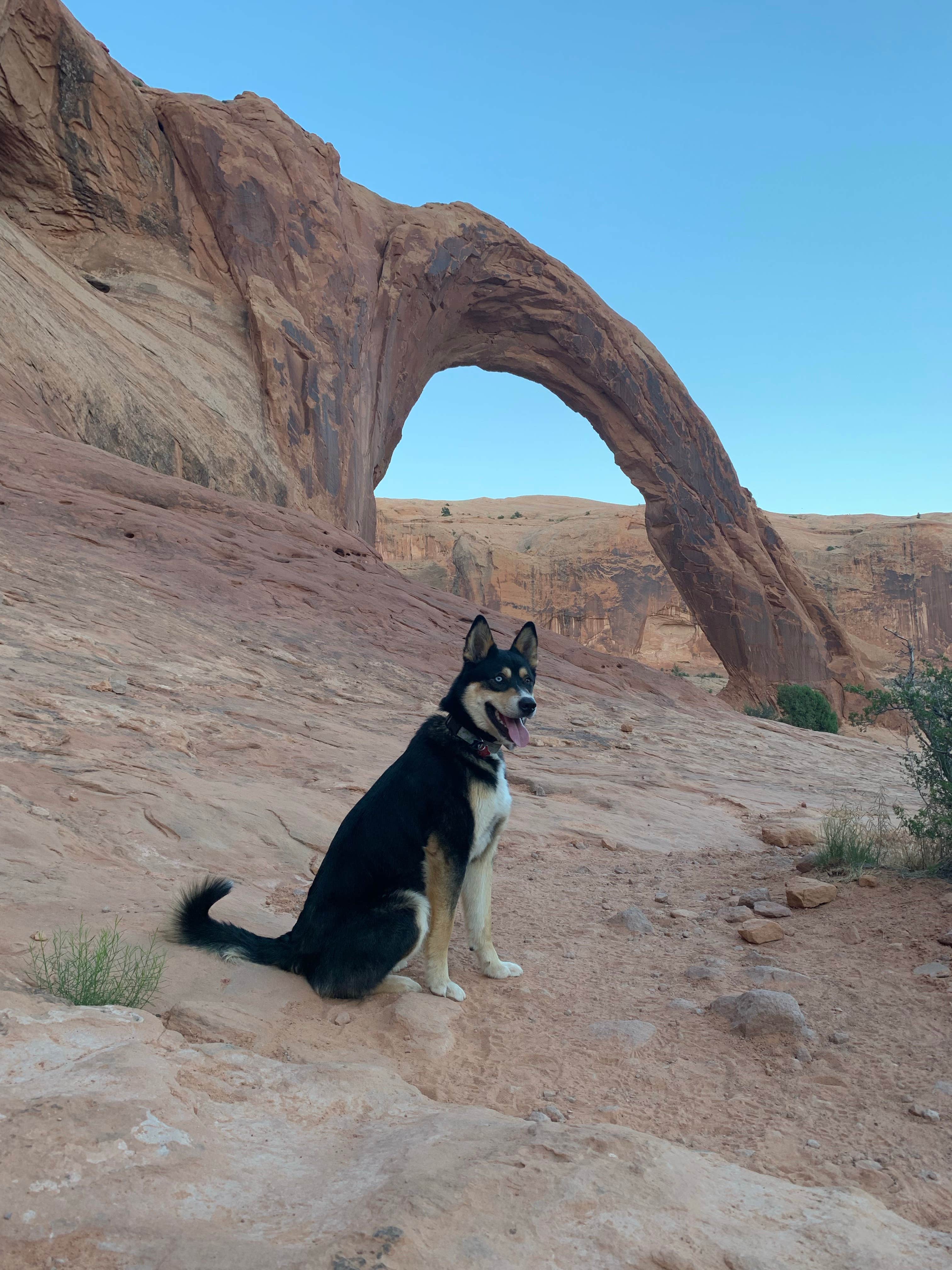 Toni  K.'s photo of camping with pets at Potash Road (Dispersed) near Canyonlands National Park