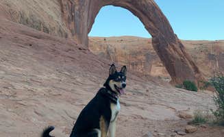 Toni  K.'s photo of camping with pets at Potash Road (Dispersed) near Canyonlands National Park