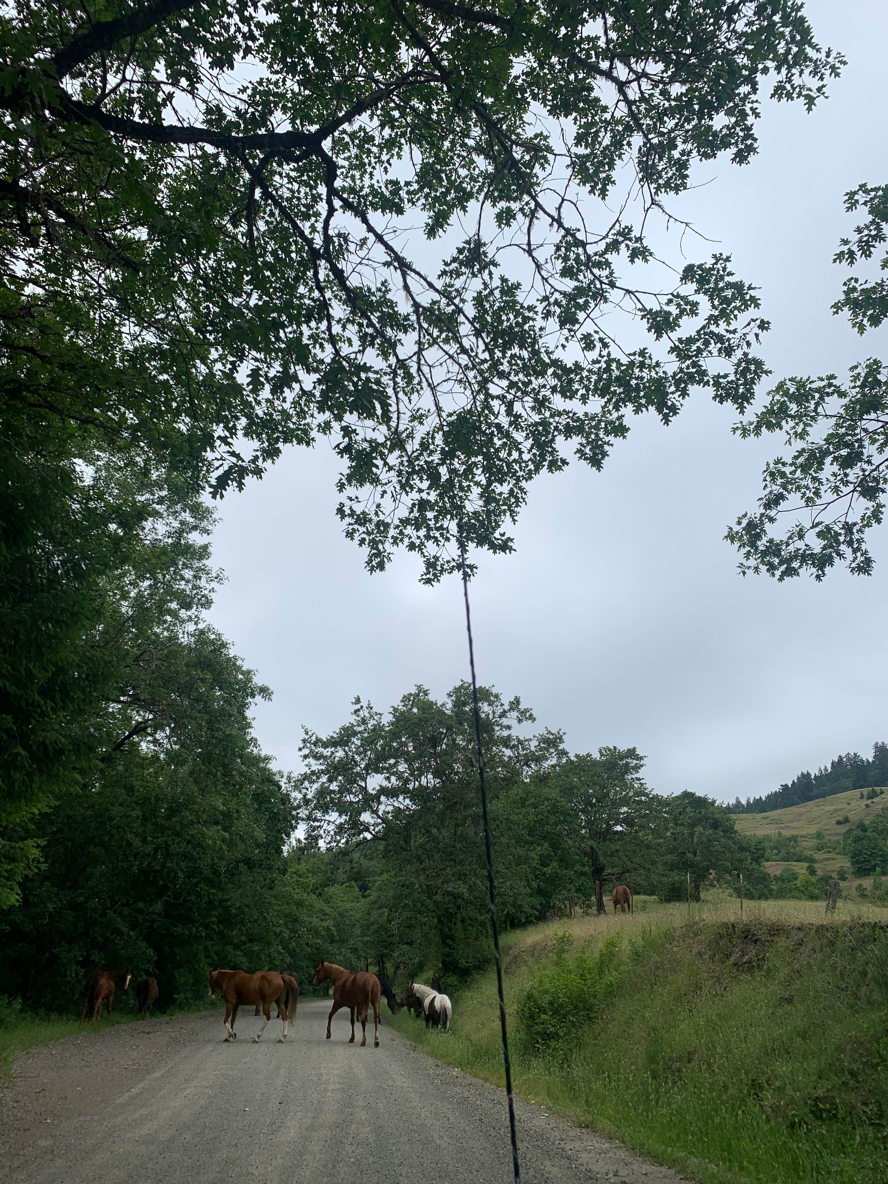 Camper-submitted photo at BLM Dispersed Camping - Lacks Creek near Ferndale, CA