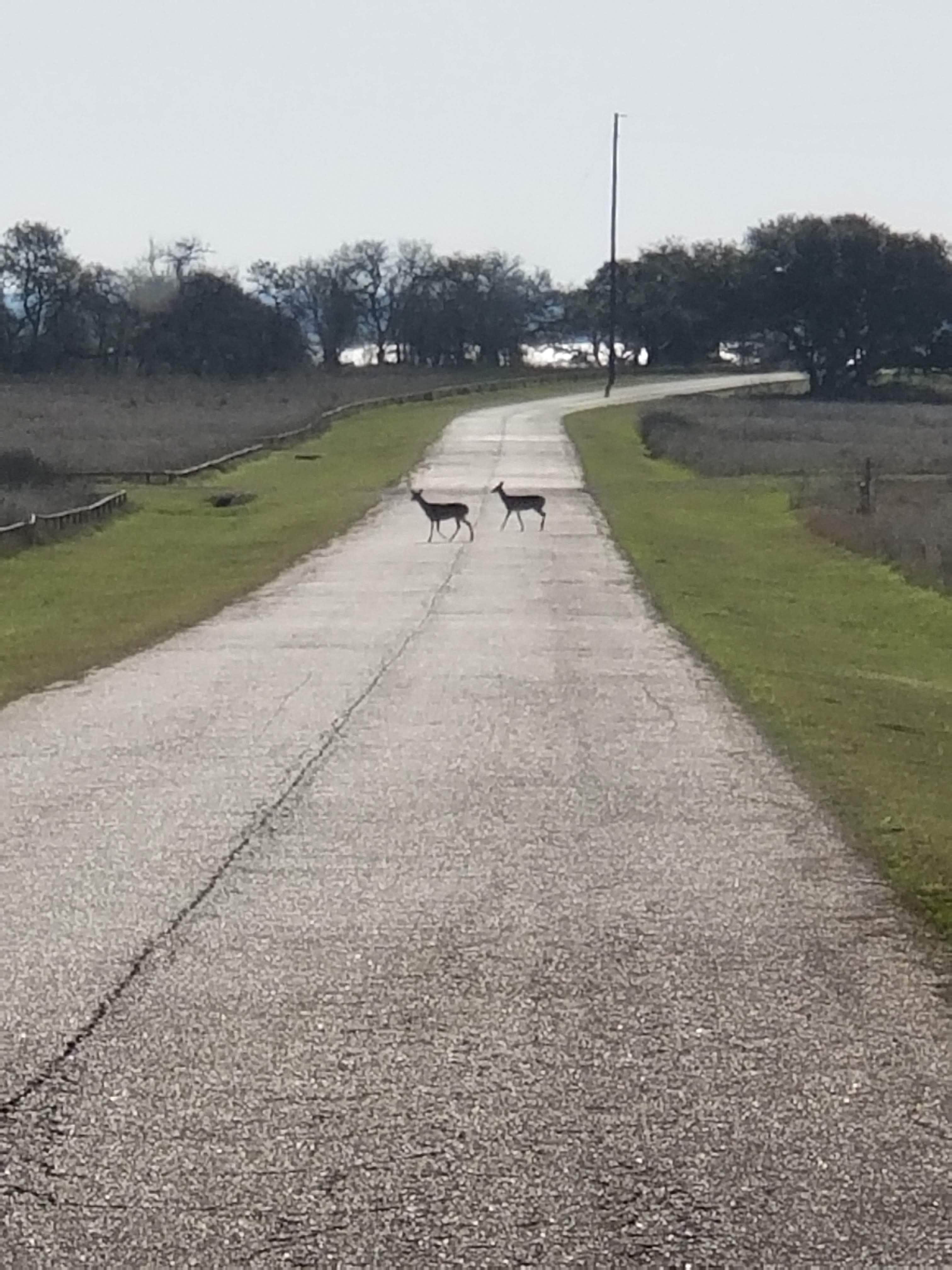 Camper-submitted photo at Big Creek Resort, Marina, & Campground near Somerville, TX
