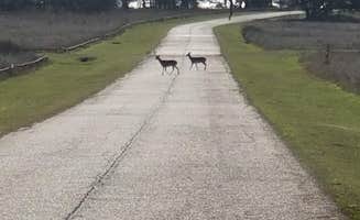 Denise V.'s photo of camping with pets at Big Creek Resort, Marina, & Campground near Somerville Lake