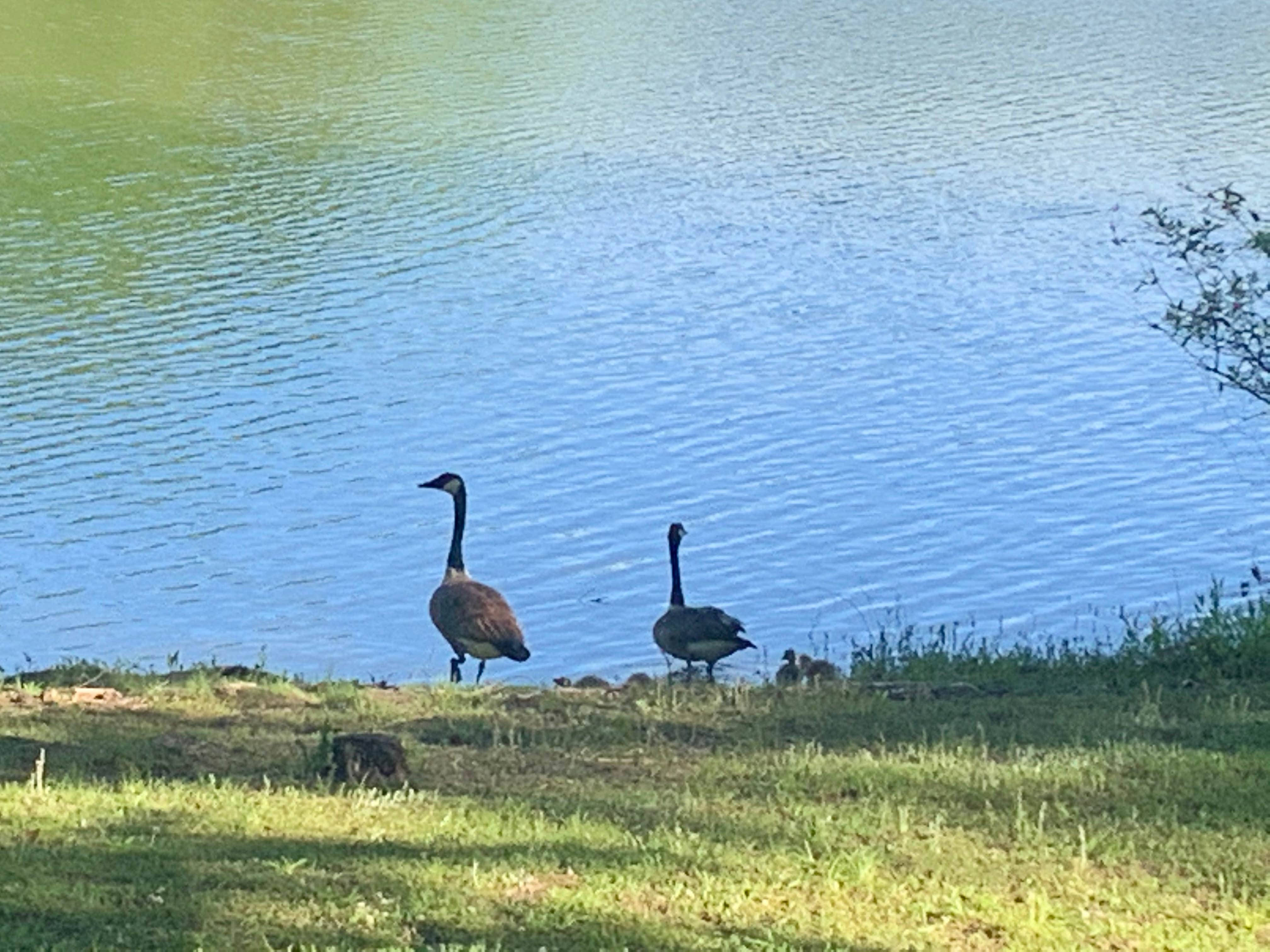 Camping near Paris Landing-Kentucky Lake KOA: Land Between The Lakes National Recreation Area Piney Campground, New Concord, Tennessee
