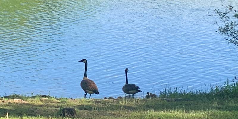 Camper submitted image from Land Between The Lakes National Recreation Area Piney Campground