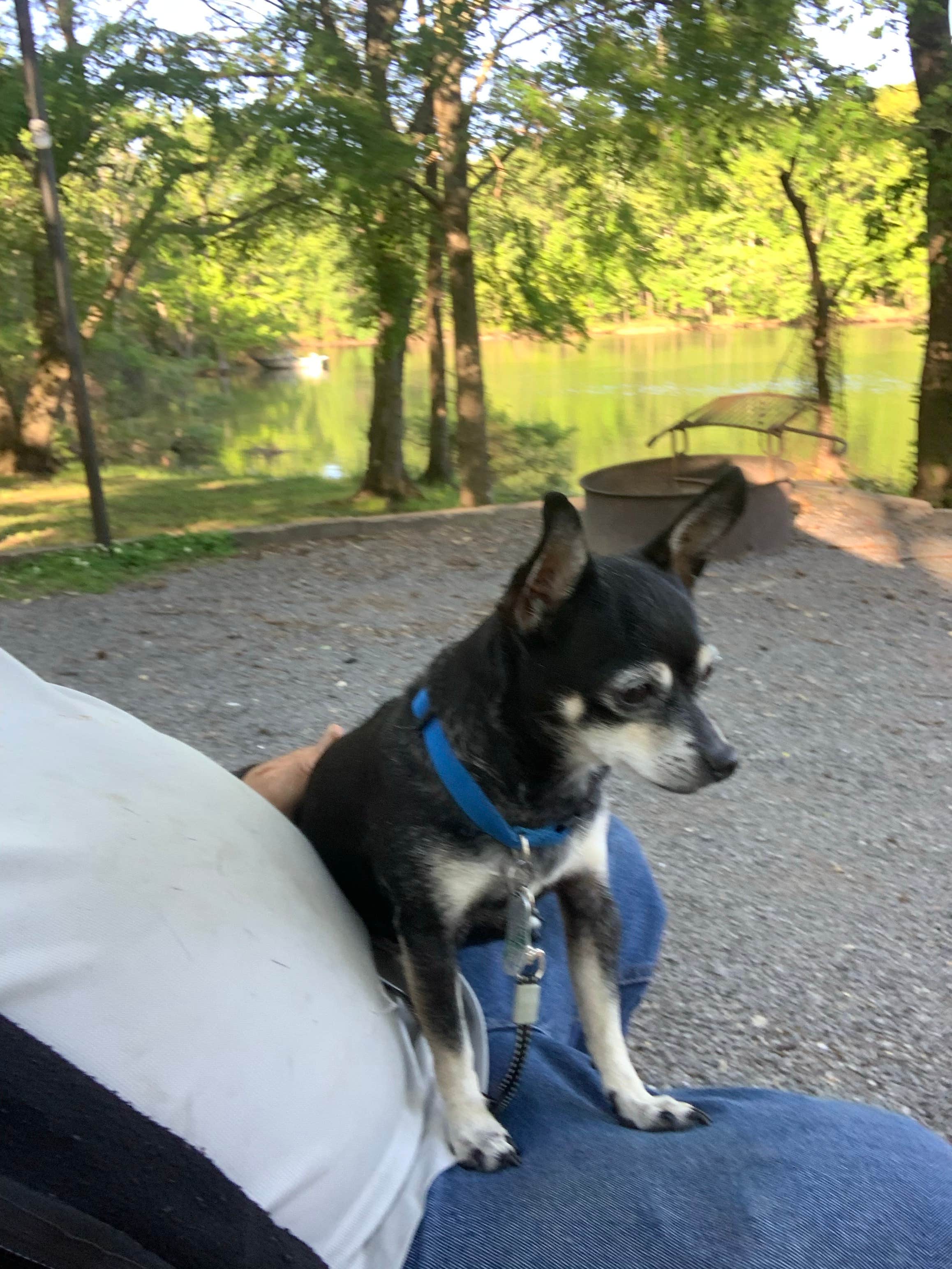 Michael W.'s photo of camping with pets at Land Between The Lakes National Recreation Area Piney Campground near New Johnsonville, TN