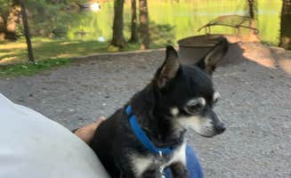 Michael W.'s photo of camping with pets at Land Between The Lakes National Recreation Area Piney Campground near Eva, TN
