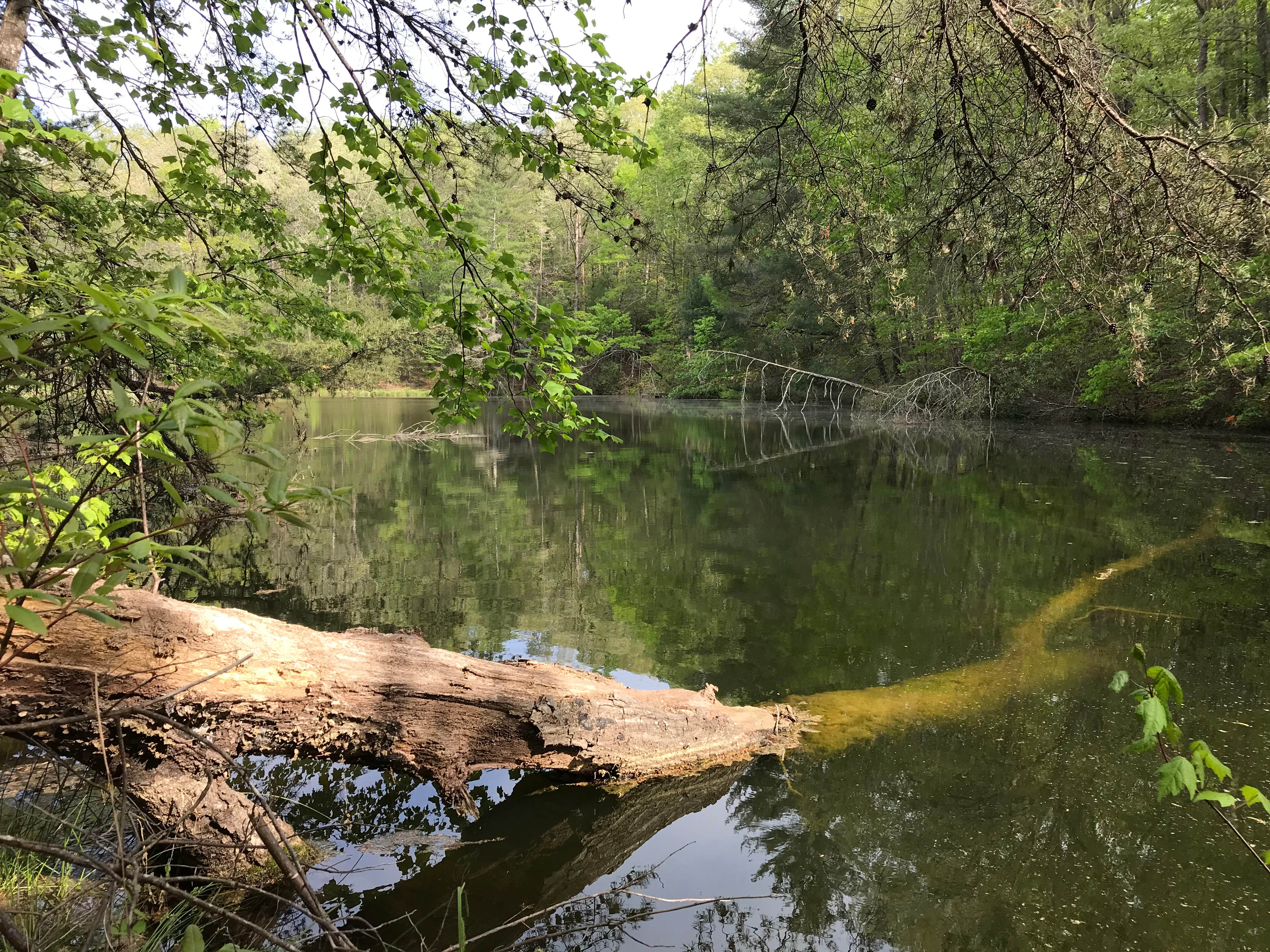 Camper submitted image from Private Wooded Camping on Pond - 2