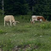 Review photo of Hickory Ridge Campground — Grayson Highlands State Park by Anne F., May 14, 2021