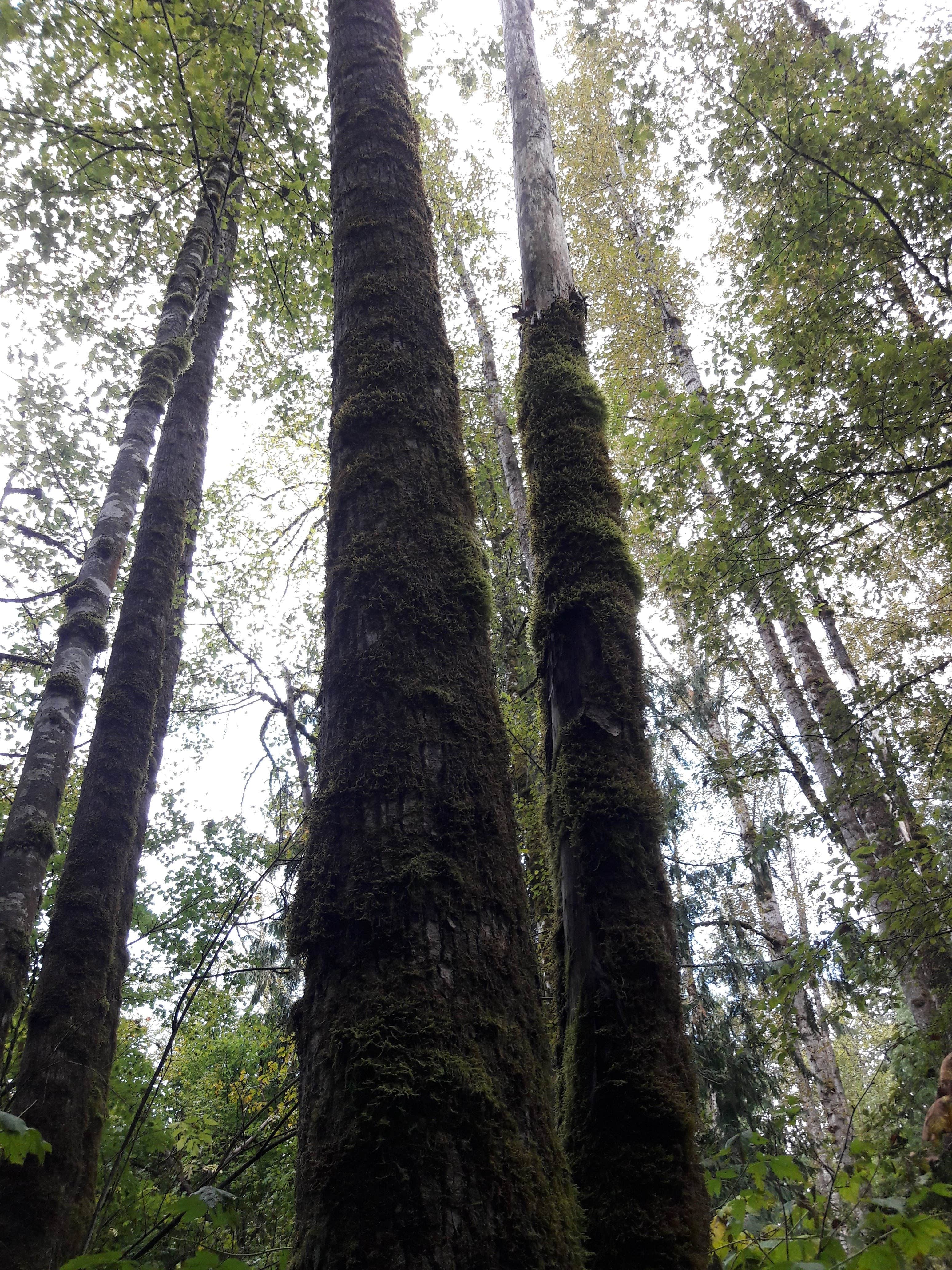 Camper-submitted photo at Flowing Lake Park & Campground near Marysville, WA