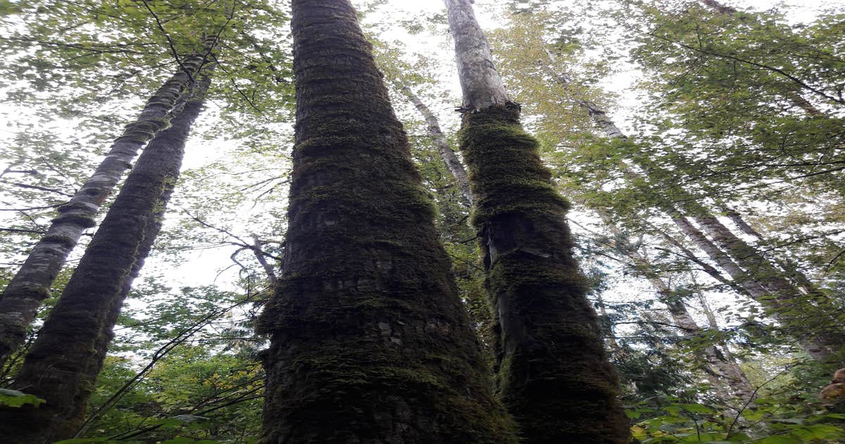 Flowing Lake Park & Campground - Main photo