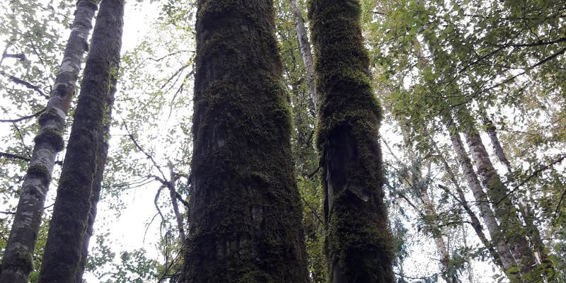 Camper submitted image from Flowing Lake Park & Campground