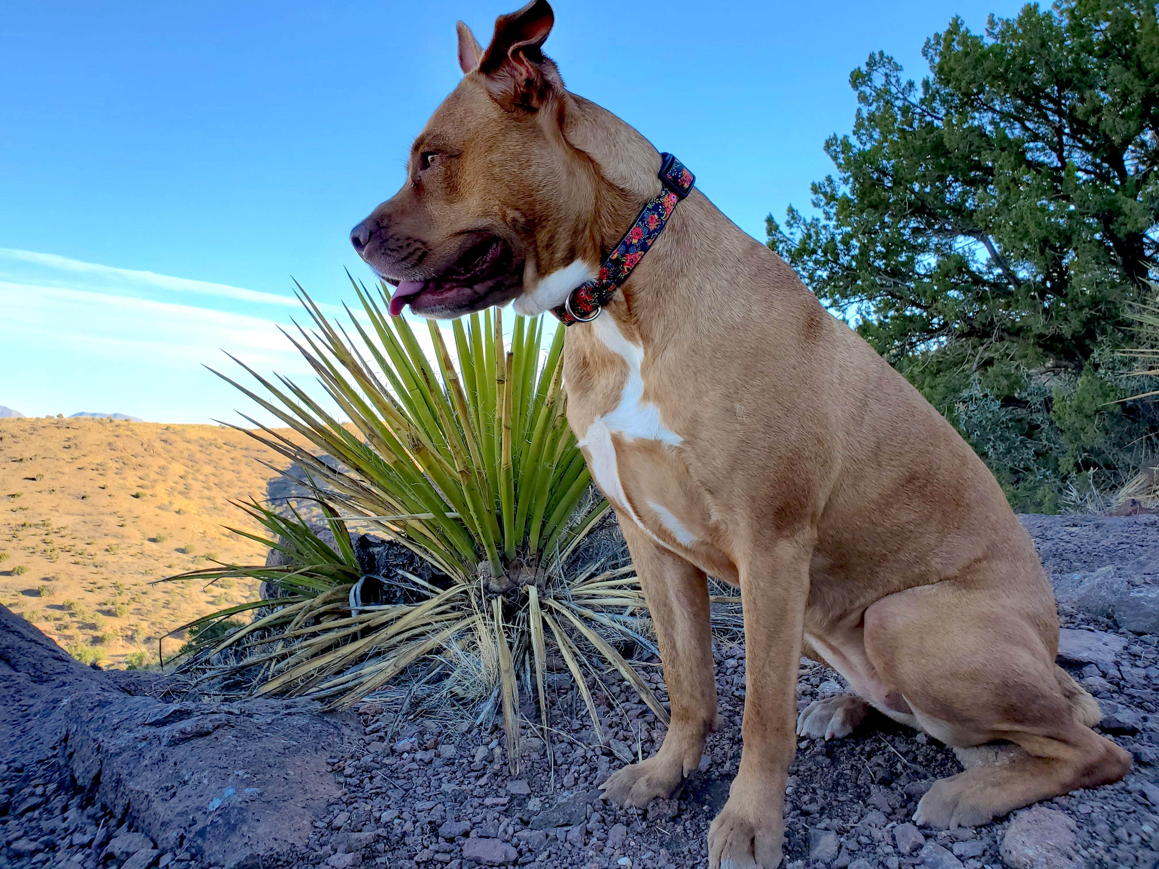 Chip's photo of camping with pets at Davis Mountains State Park Campground near Balmorhea, TX