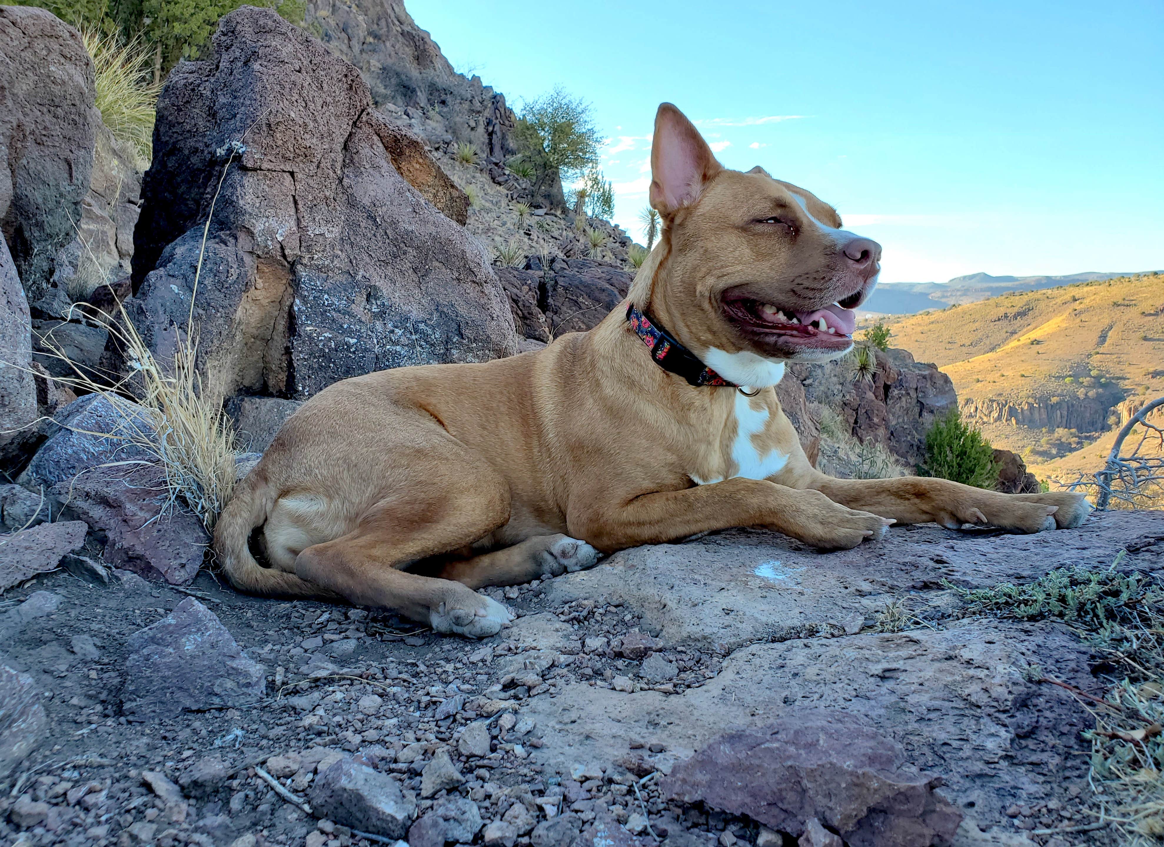 Chip's photo of camping with pets at Davis Mountains State Park Campground in Texas