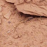 Review photo of Capitol Reef National Park Dispersed Camping by Lord J., May 15, 2021