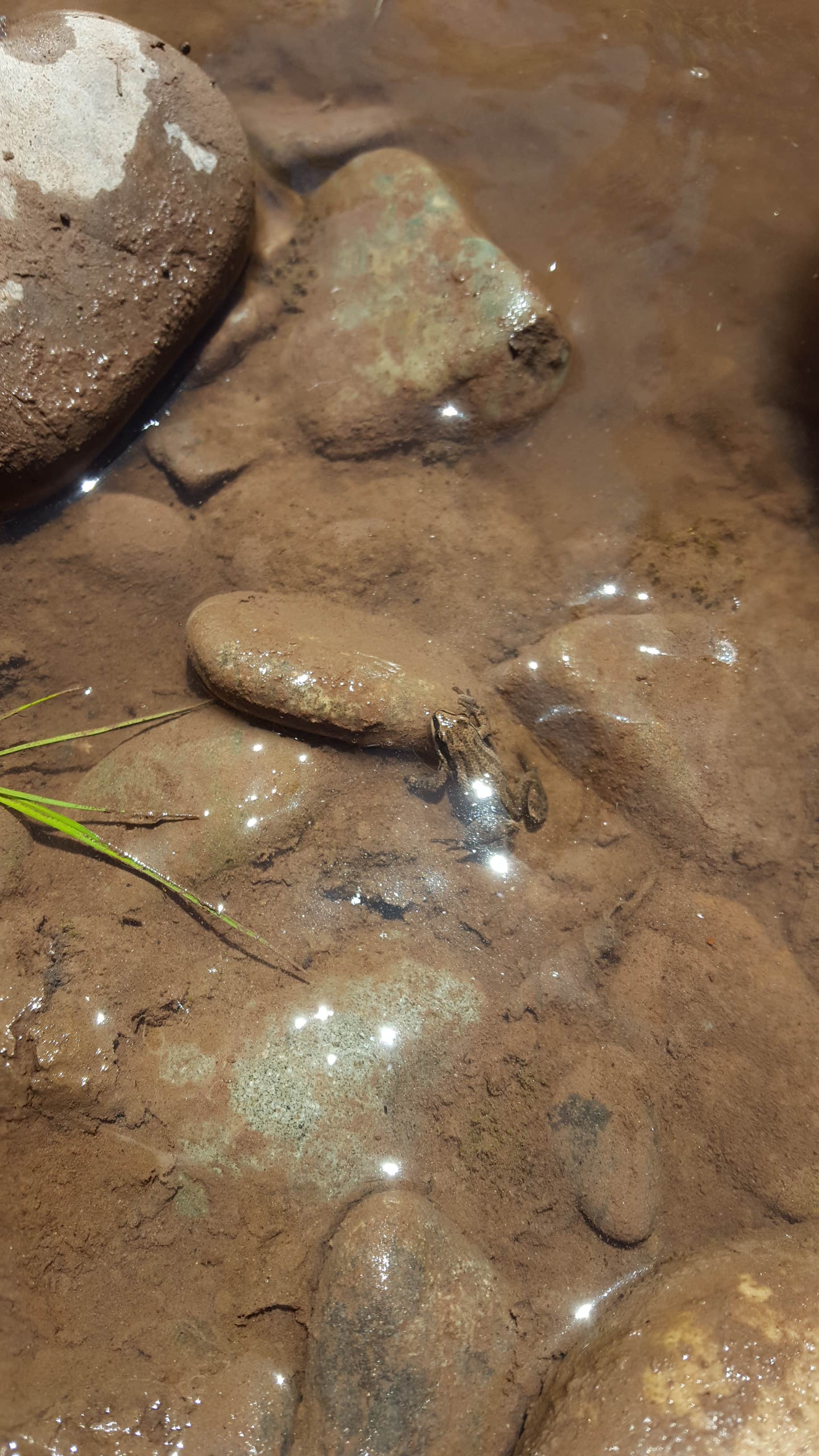 Camper-submitted photo at Ledges Cottonwood Campground near Norwood, CO