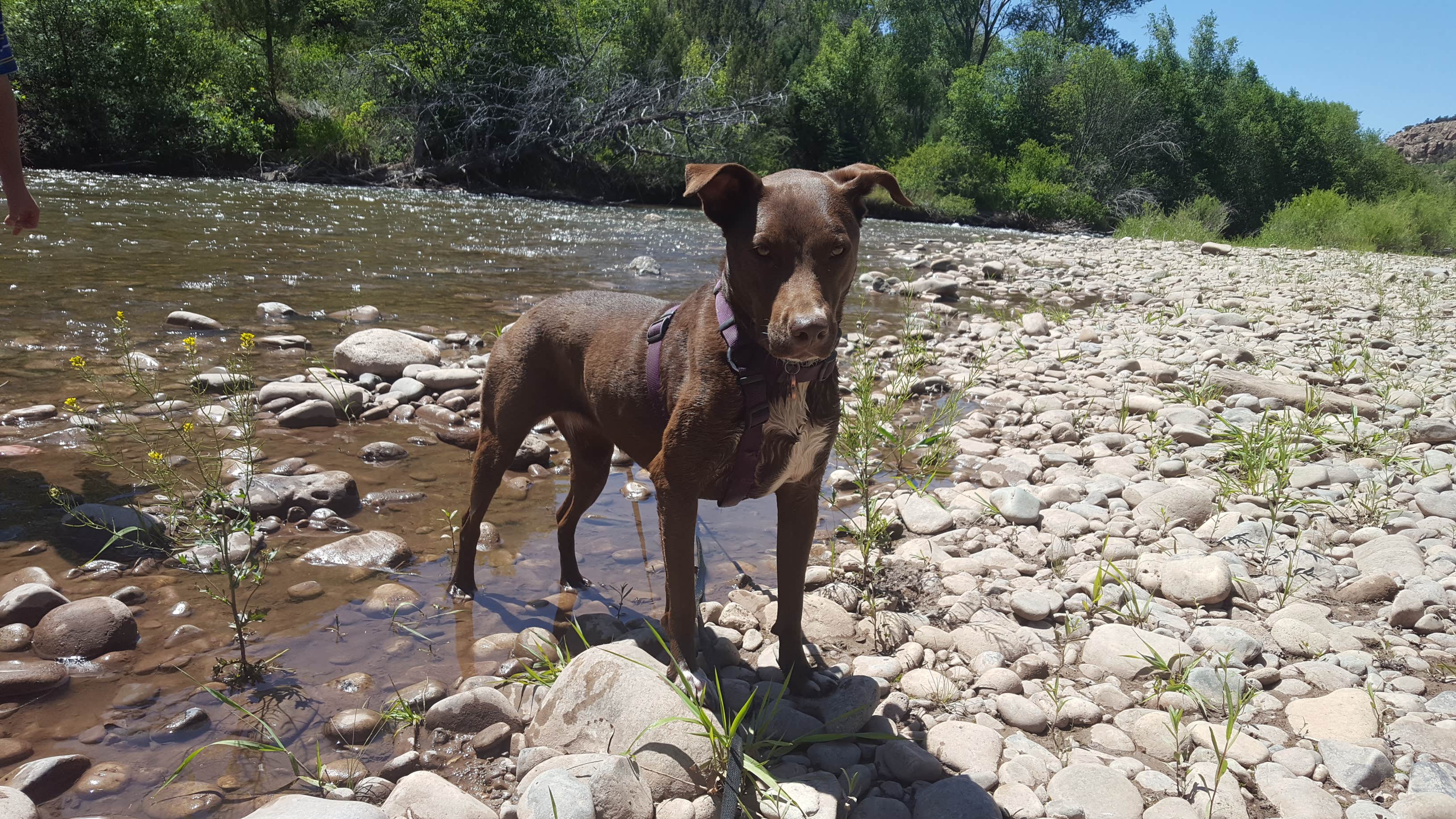 Melissa K.'s photo of camping with pets at Ledges Cottonwood Campground near Norwood, CO