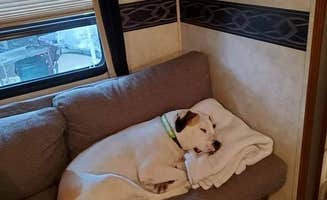 Christopher  S.'s photo of camping with pets at Bayley's Campground Snack Bar near Portland, ME