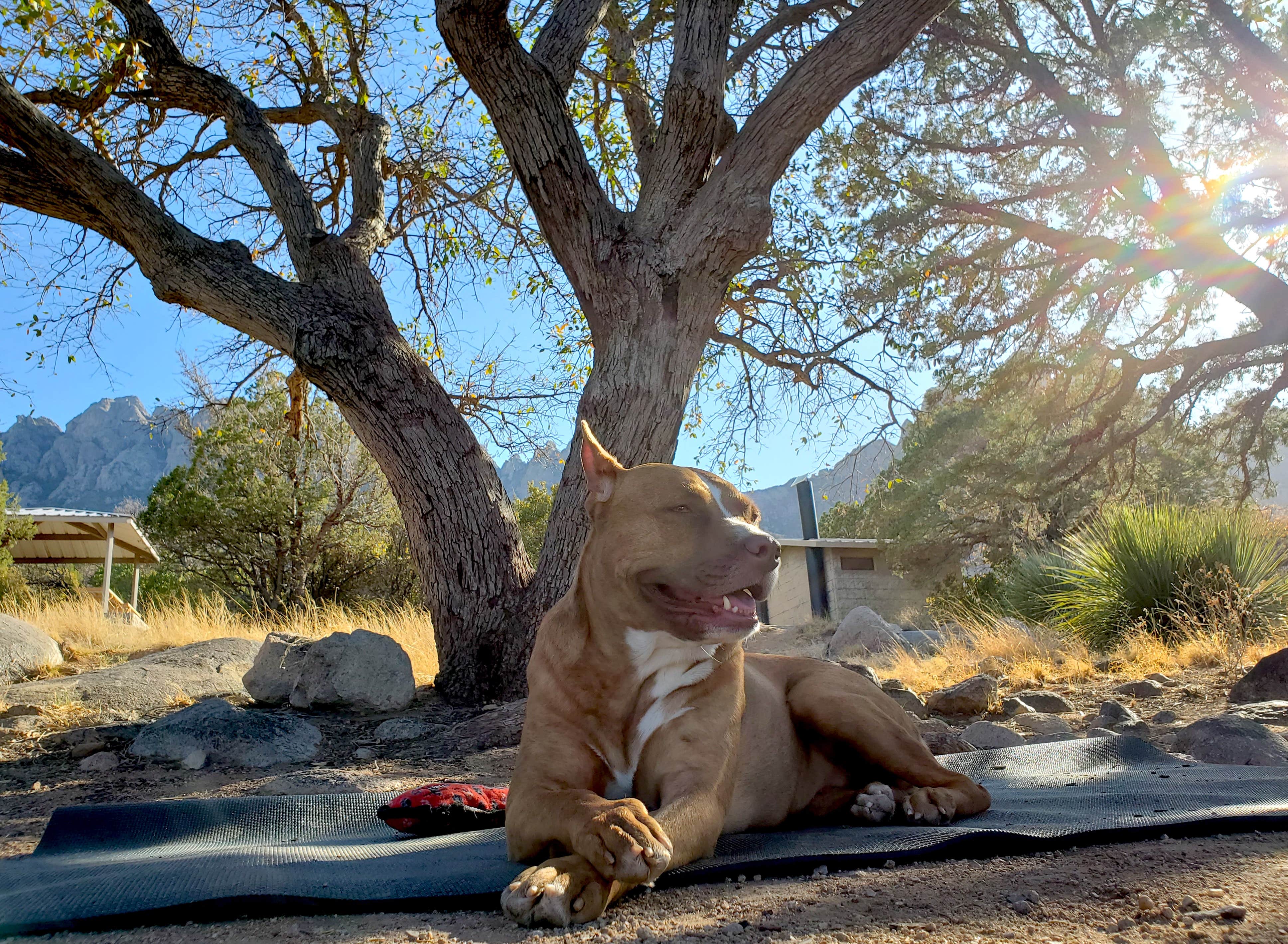 Chip's photo of camping with pets at Aguirre Spring Recreation Area and Campground near Radium Springs, NM