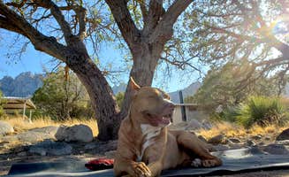 Chip's photo of camping with pets at Aguirre Spring Recreation Area and Campground near El Paso, TX