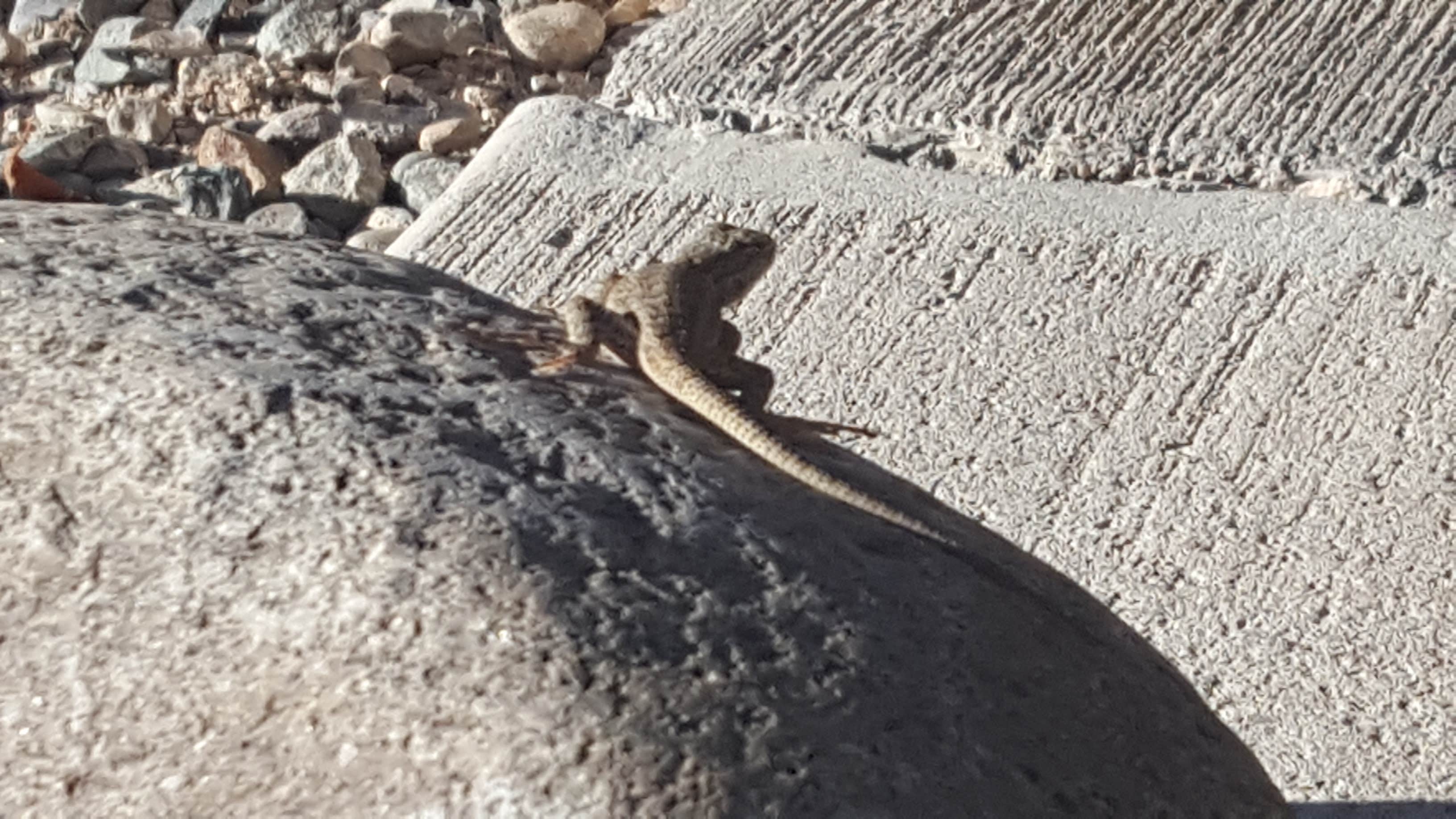 Camper-submitted photo at Ledges Cottonwood Campground near Norwood, CO
