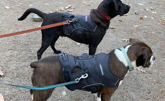 Andrzej K.'s photo of camping with pets at Austin Hawes Memorial Campground — American Legion State Forest near Ellington, CT