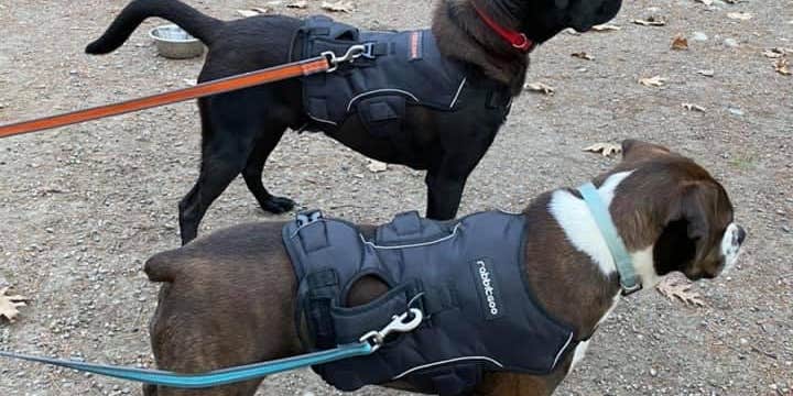 Camper submitted image from Austin Hawes Memorial Campground — American Legion State Forest