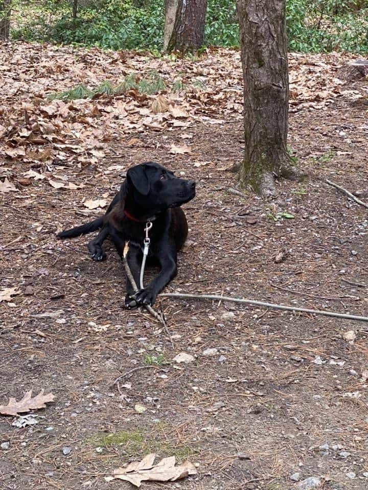 Andrzej K.'s photo of camping with pets at Austin Hawes Memorial Campground — American Legion State Forest near New Haven, CT
