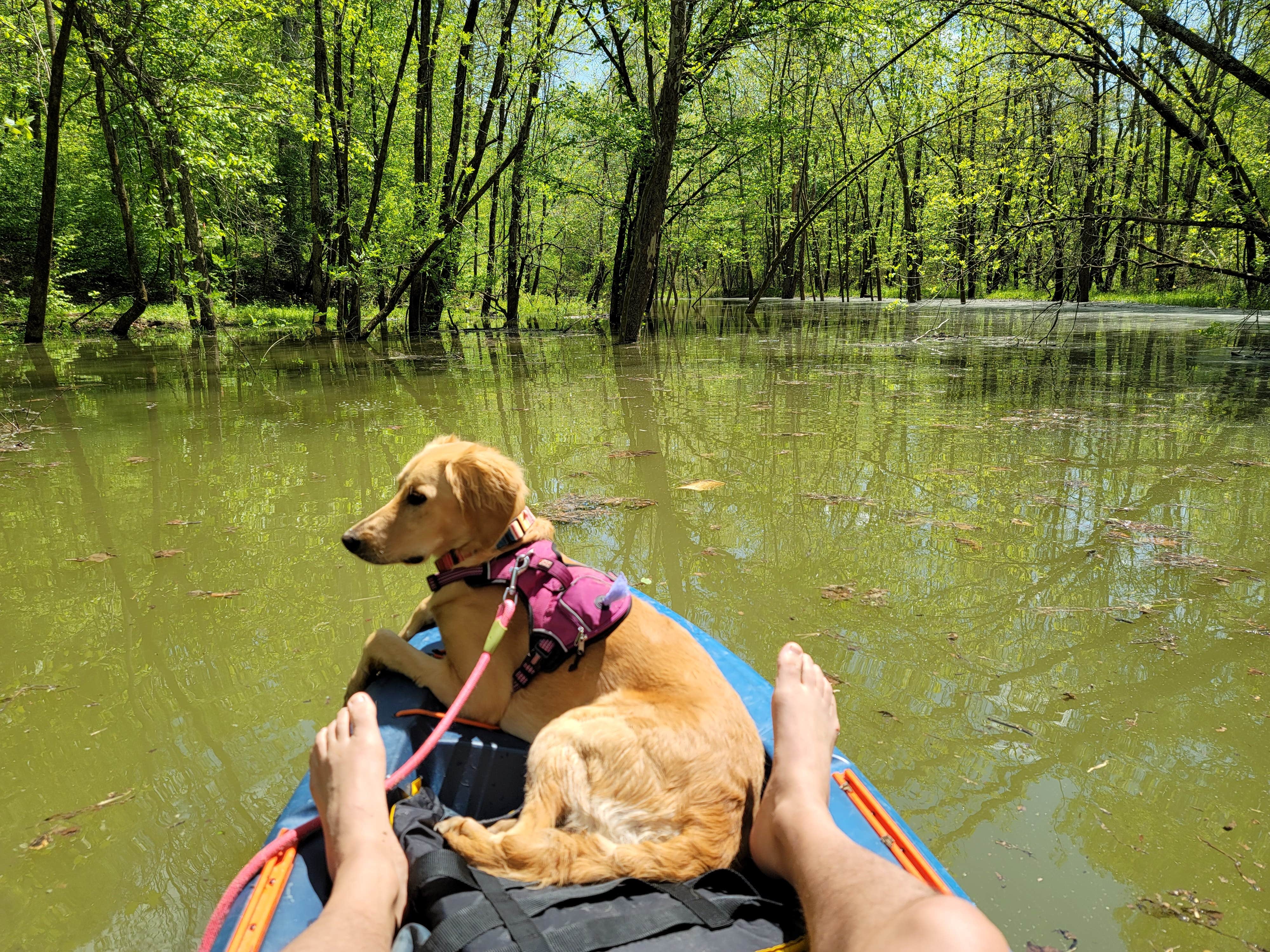 William C.'s photo of camping with pets at Cave Creek near Hartford, KY