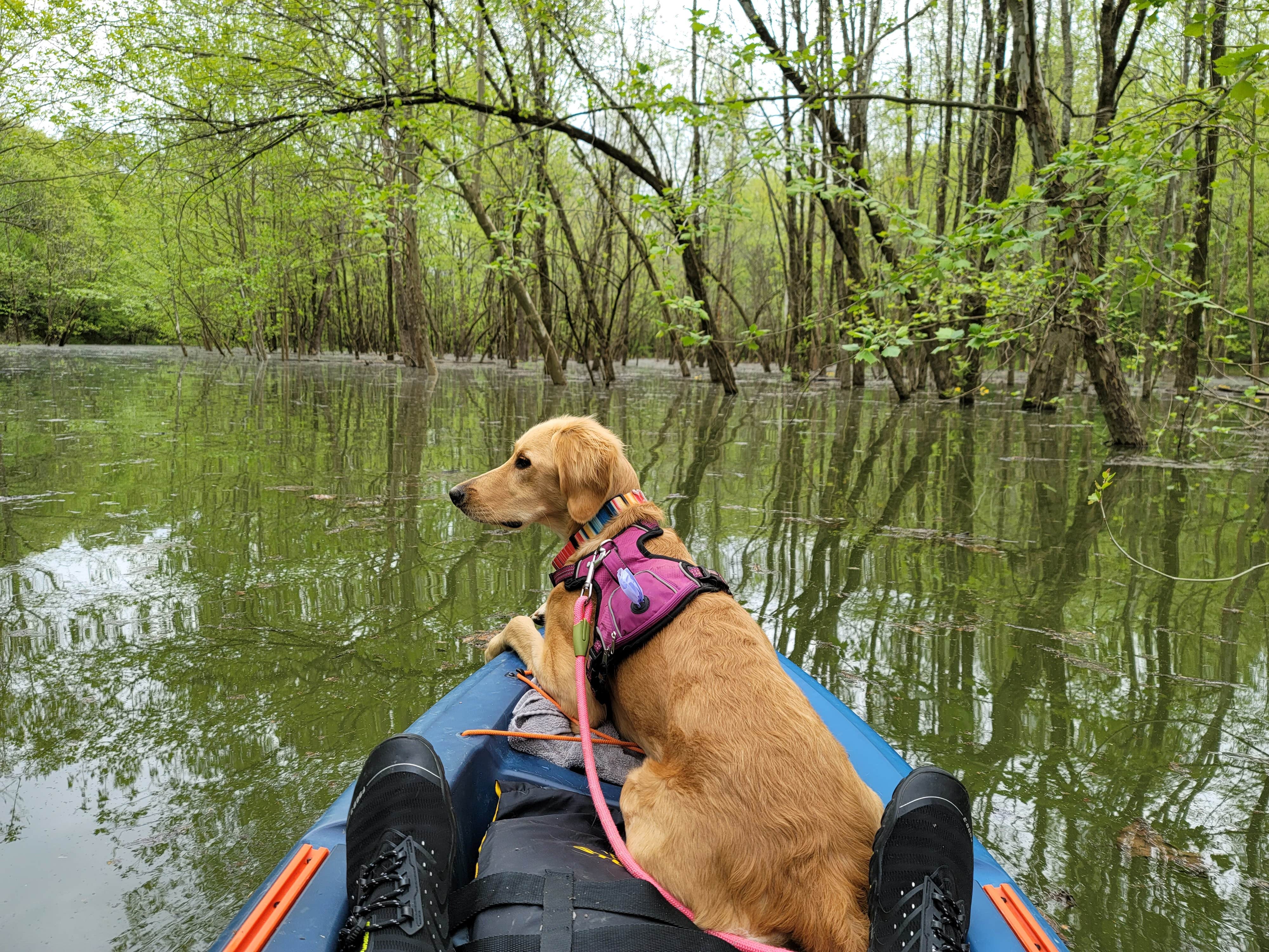 William C.'s photo of camping with pets at Cave Creek - Rough River Lake near Garrett, KY