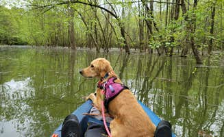 William C.'s photo of camping with pets at Cave Creek - Rough River Lake near Hartford, KY