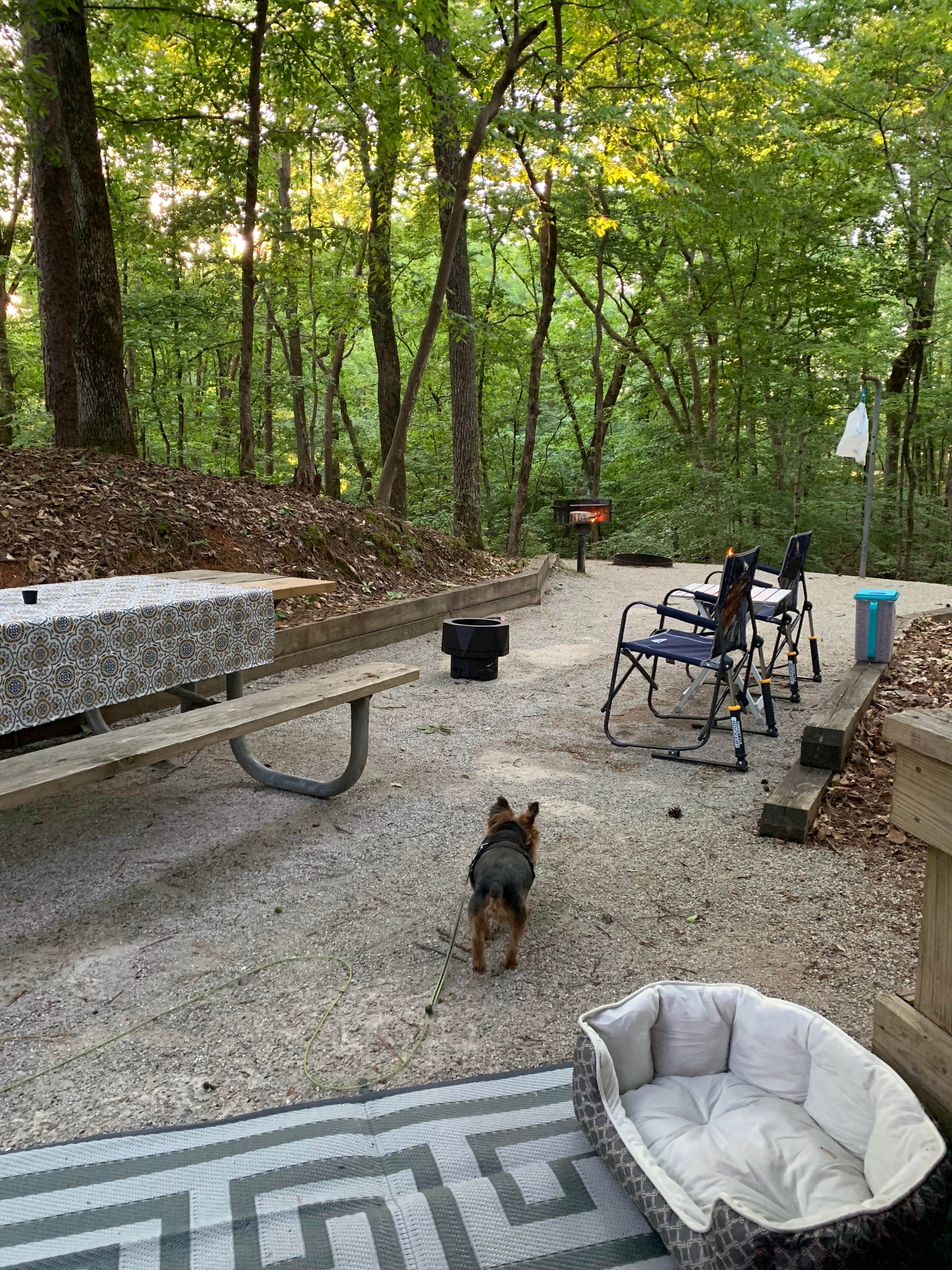 Genie C.'s photo of camping with pets at Deerlick Creek near Centreville, AL