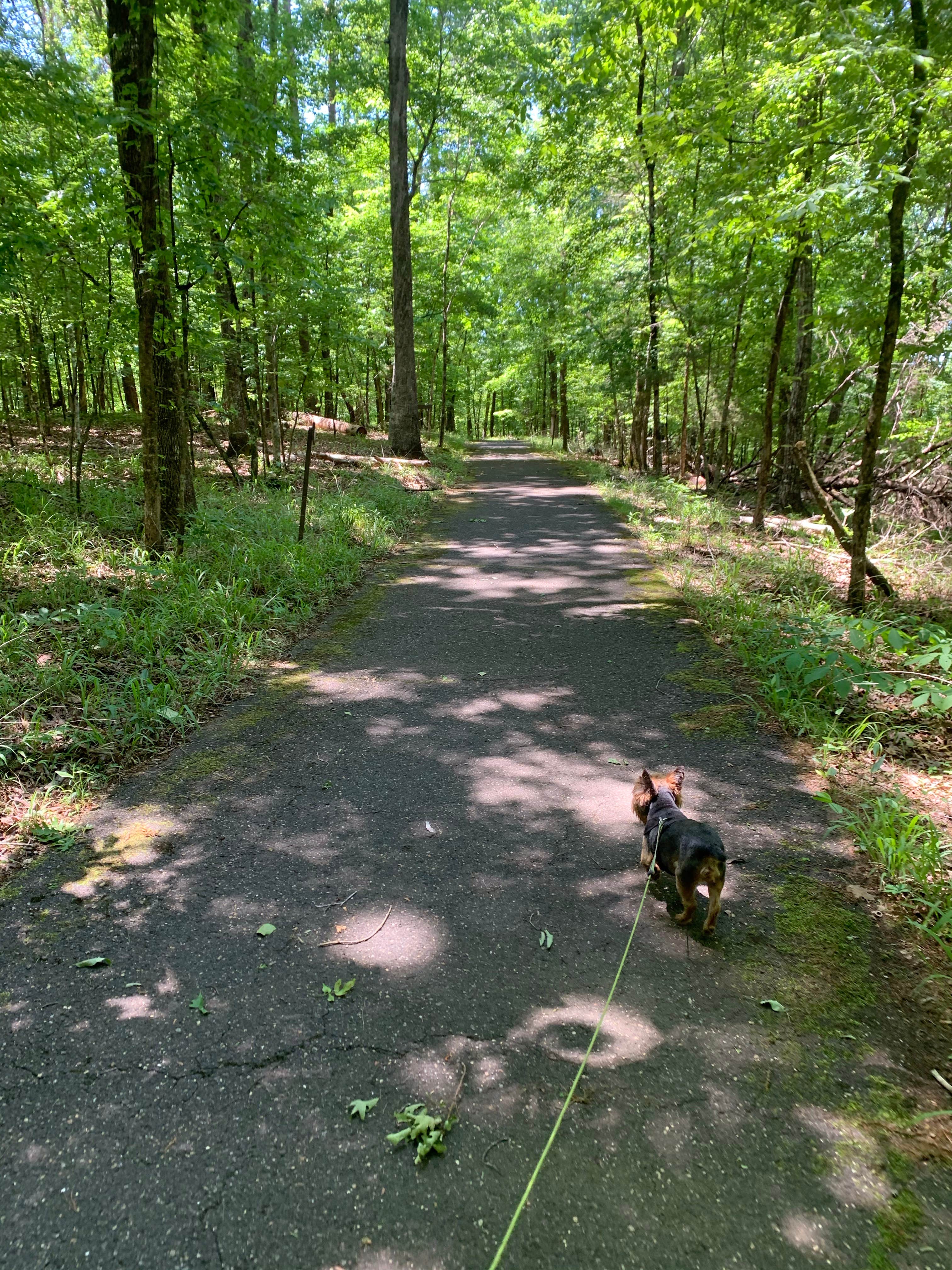 Genie C.'s photo of camping with pets at Deerlick Creek near Pelham, AL